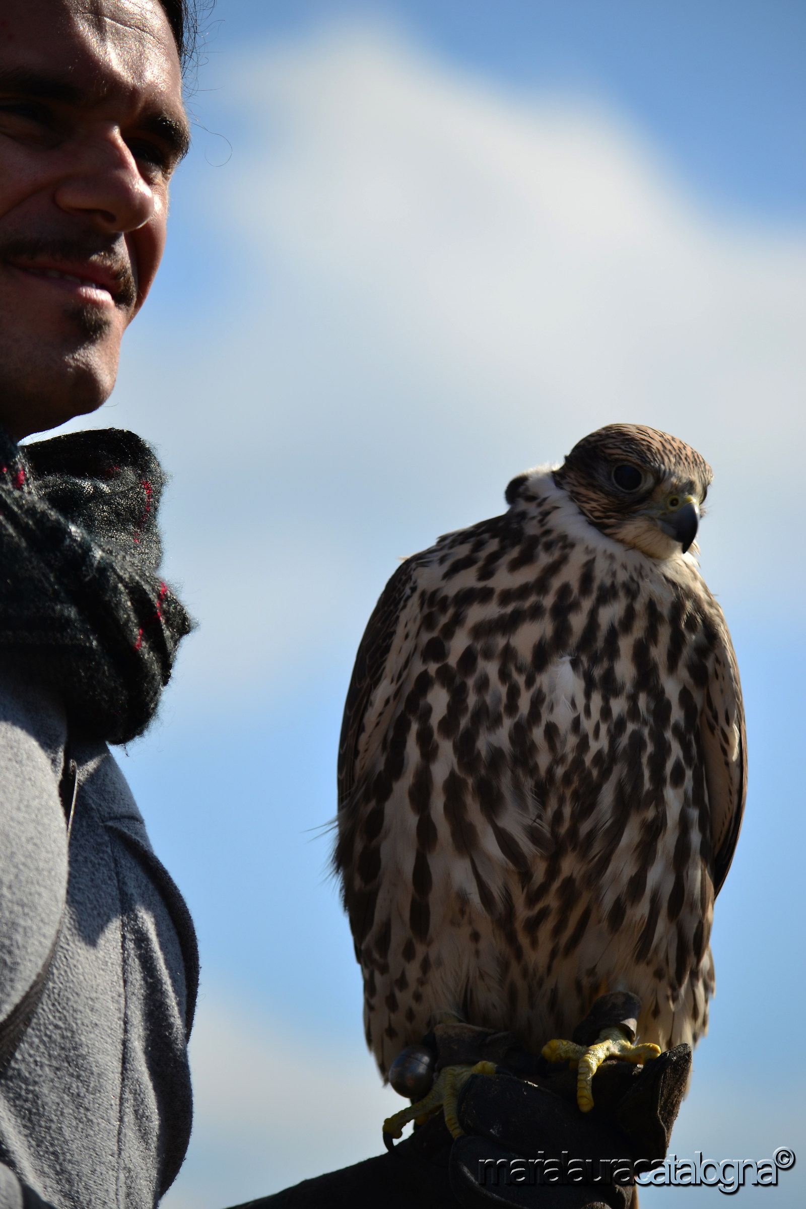 The falconer and the falcon