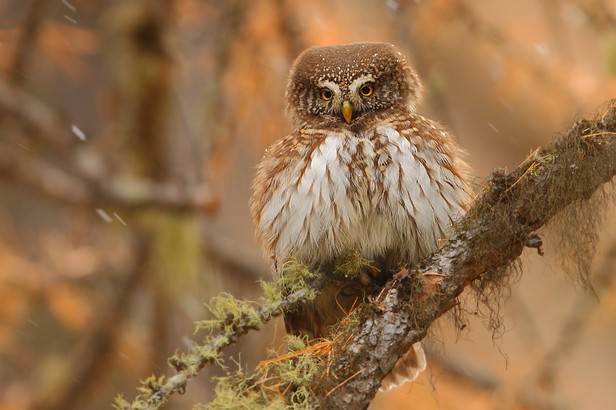 Pygmy Owl