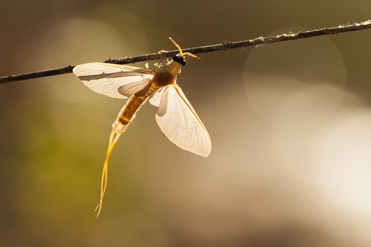 Palingenia longicauda