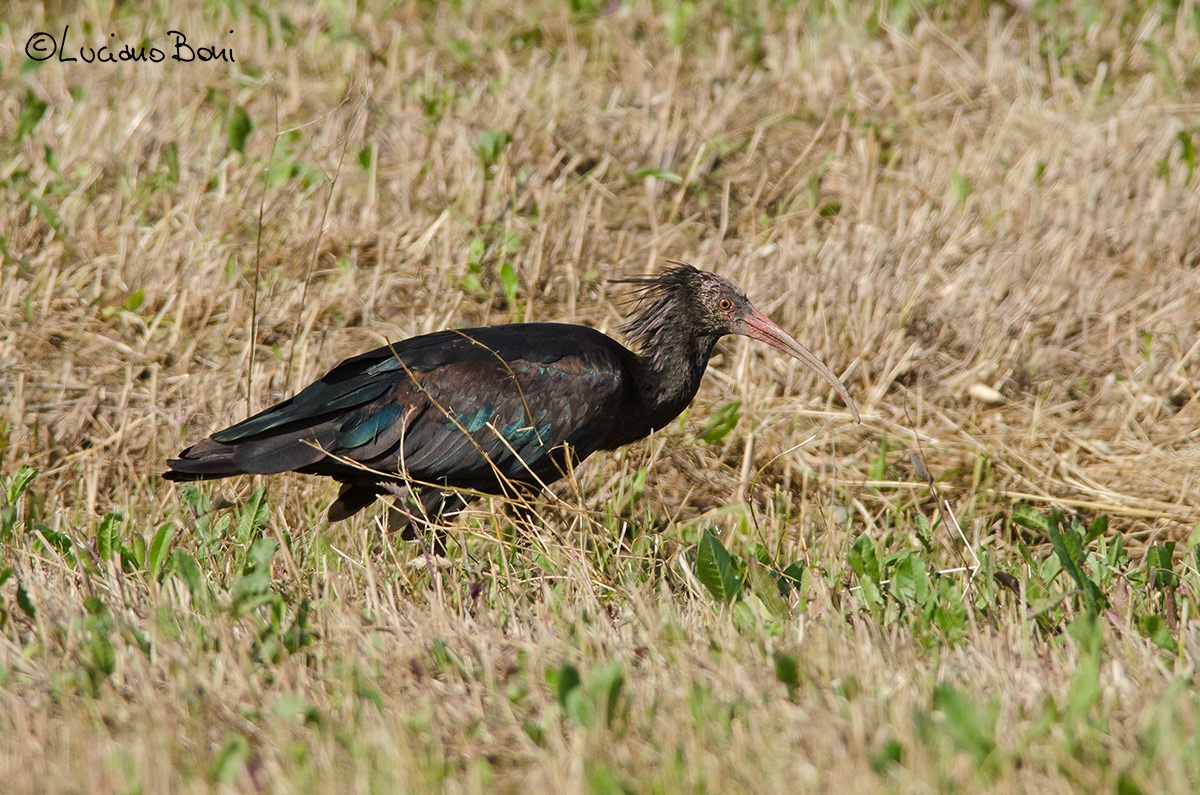 Bald Ibis (Geronticus hermit) 3