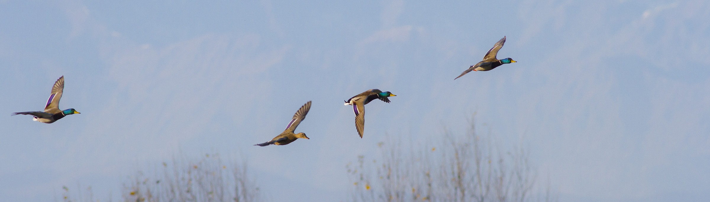 Aspettatemiiiiiiiiiiii...........