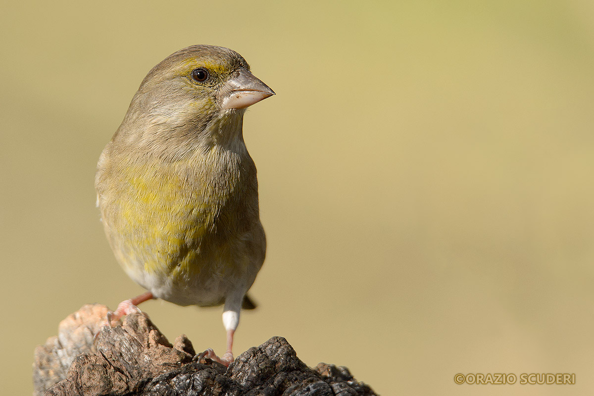 Carduelis chloris