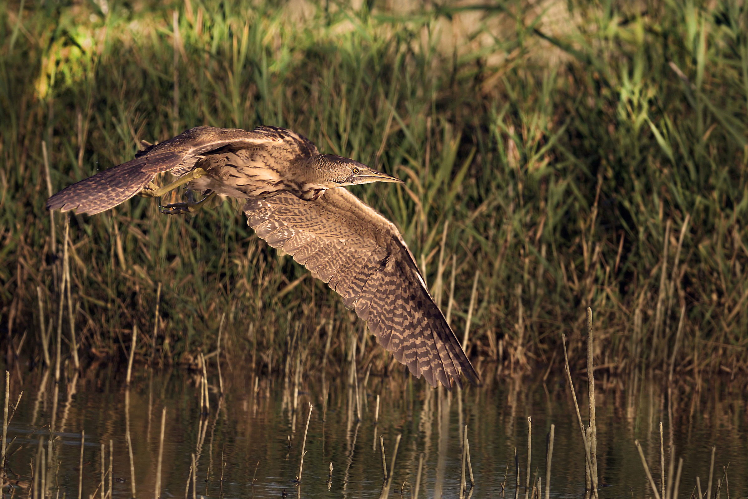 tarabuso al tramonto