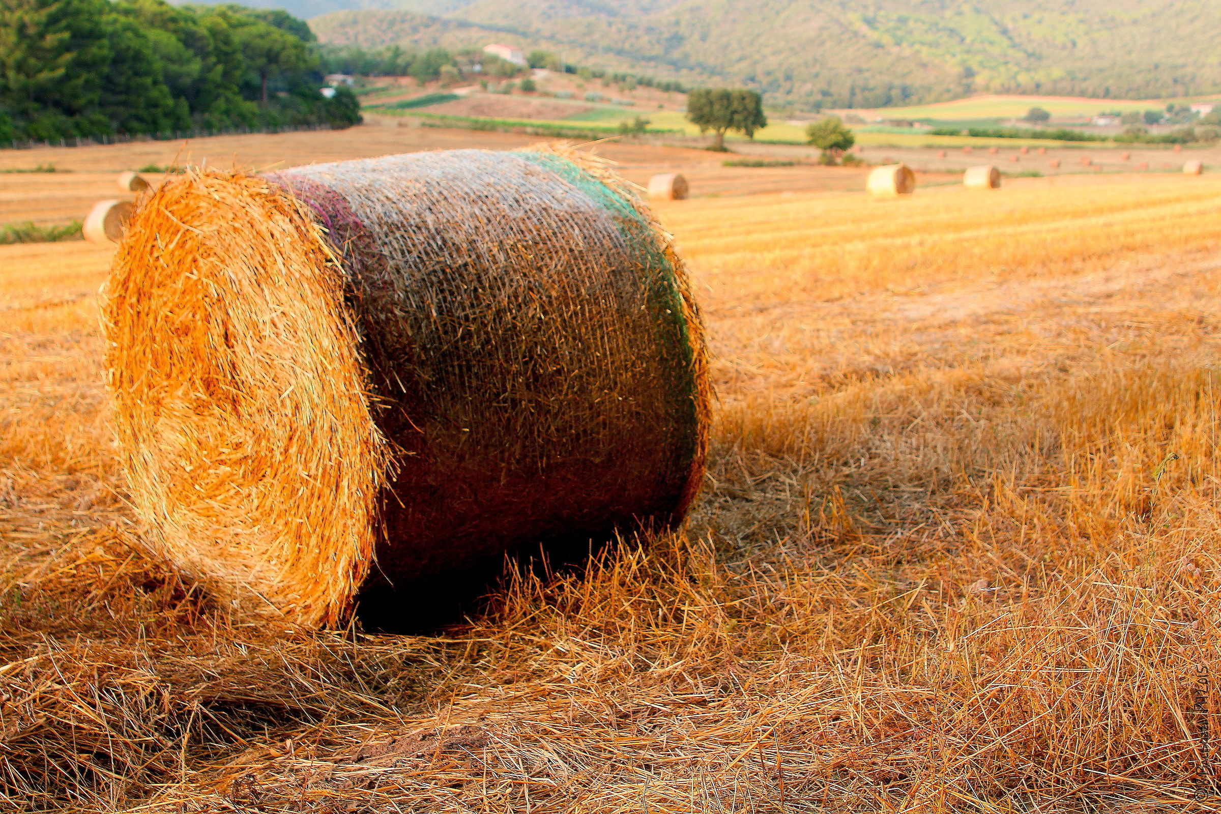 Tuscan countryside # 2