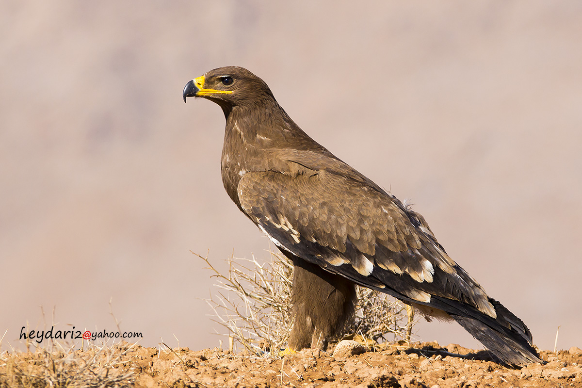 steppe eagle2