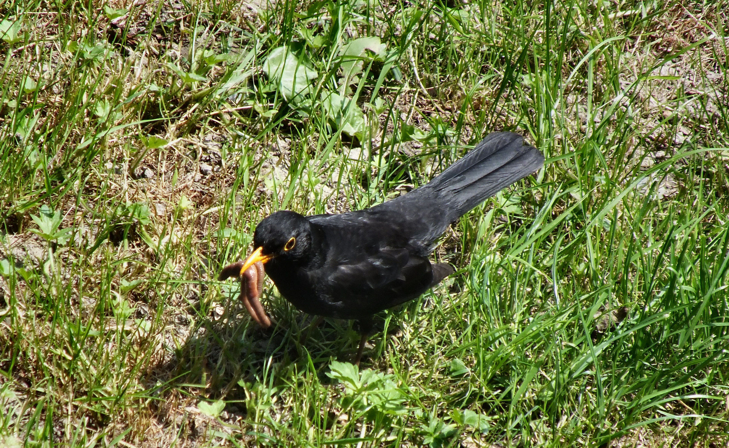 Blackbird