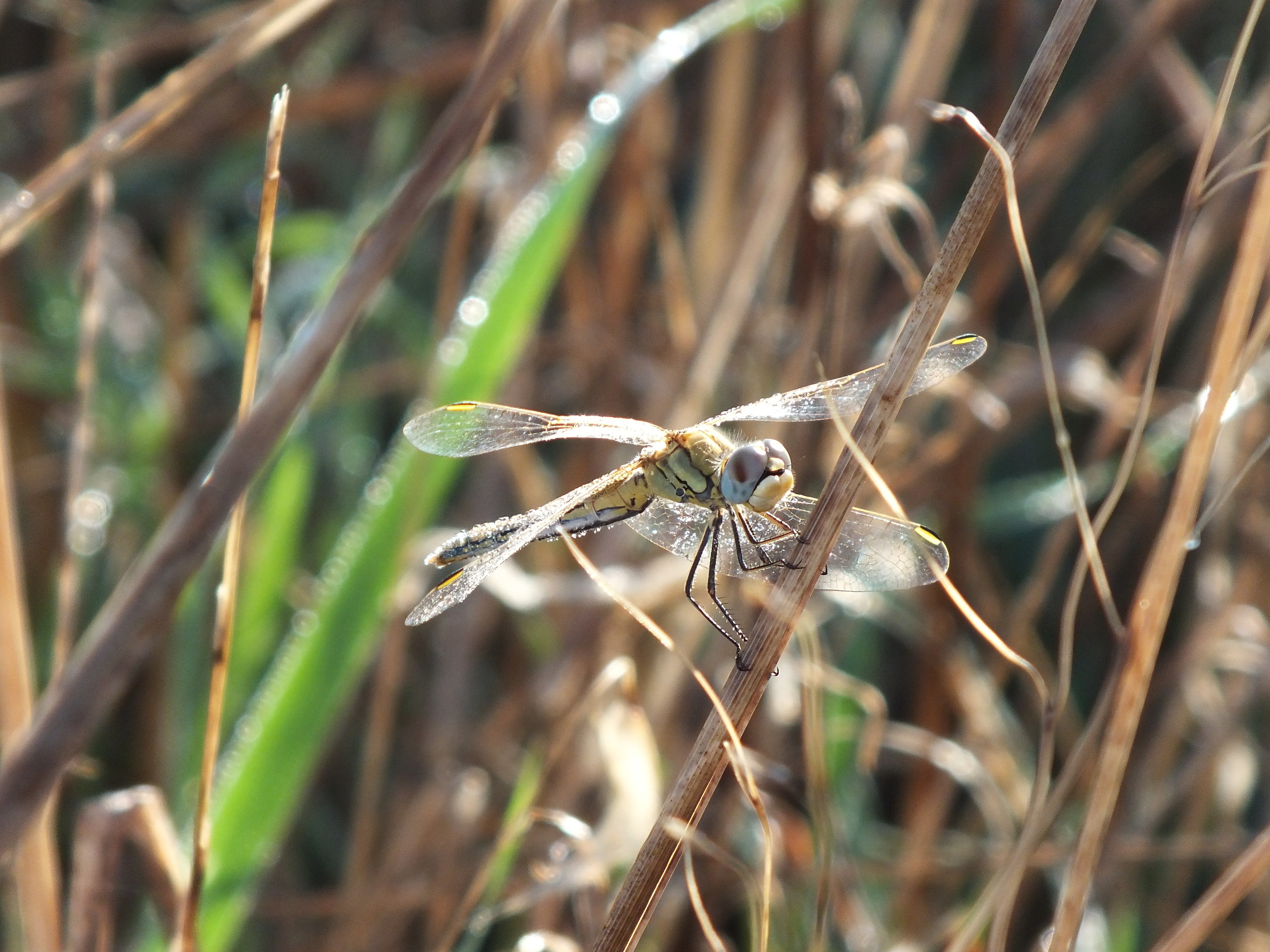 Libellulasympetrum