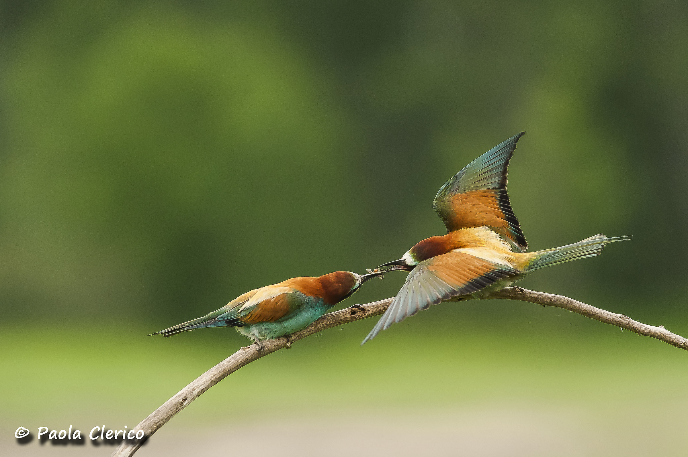 Bee-eaters ... the gift