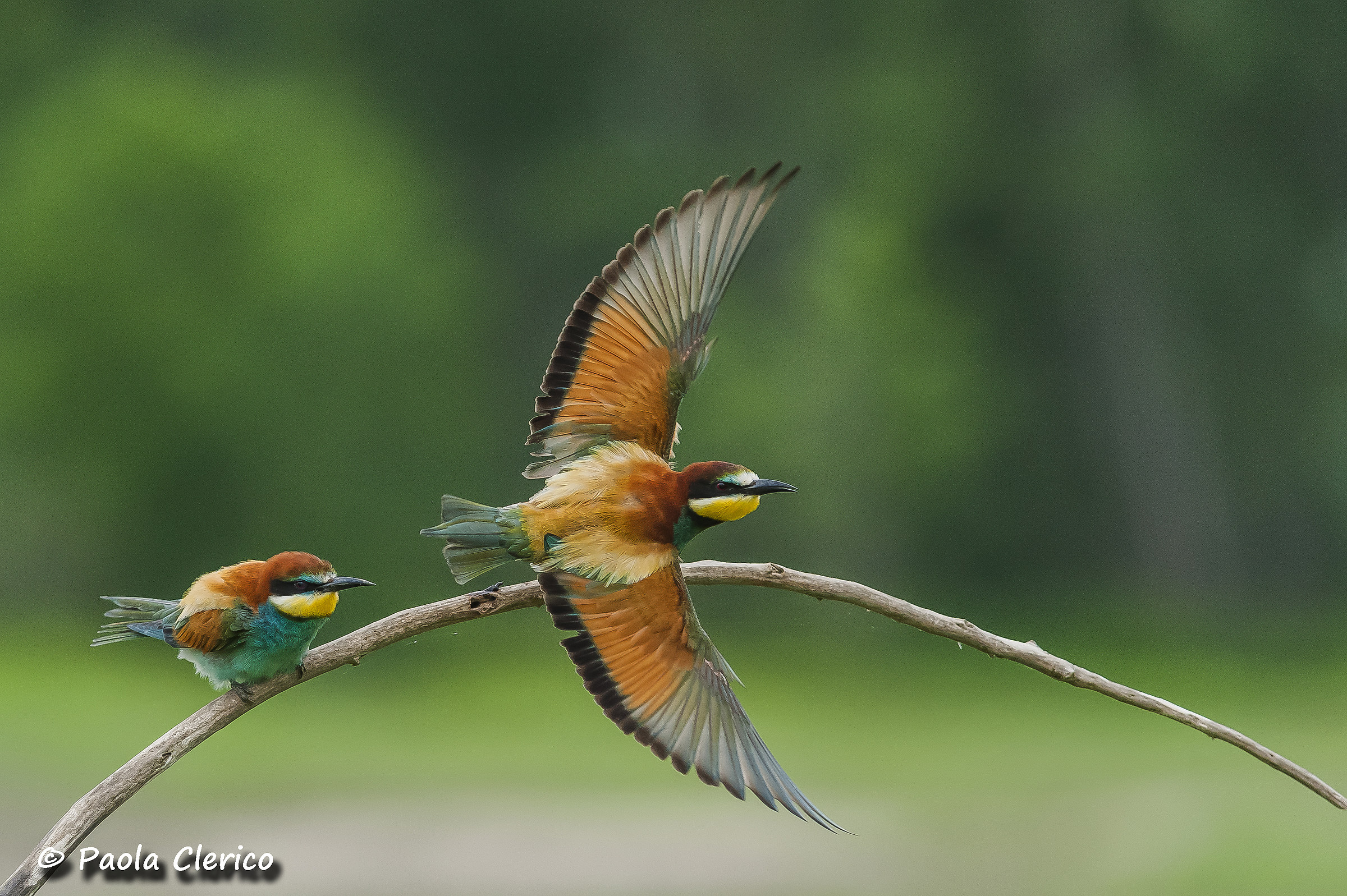 Bee-eaters in pairs
