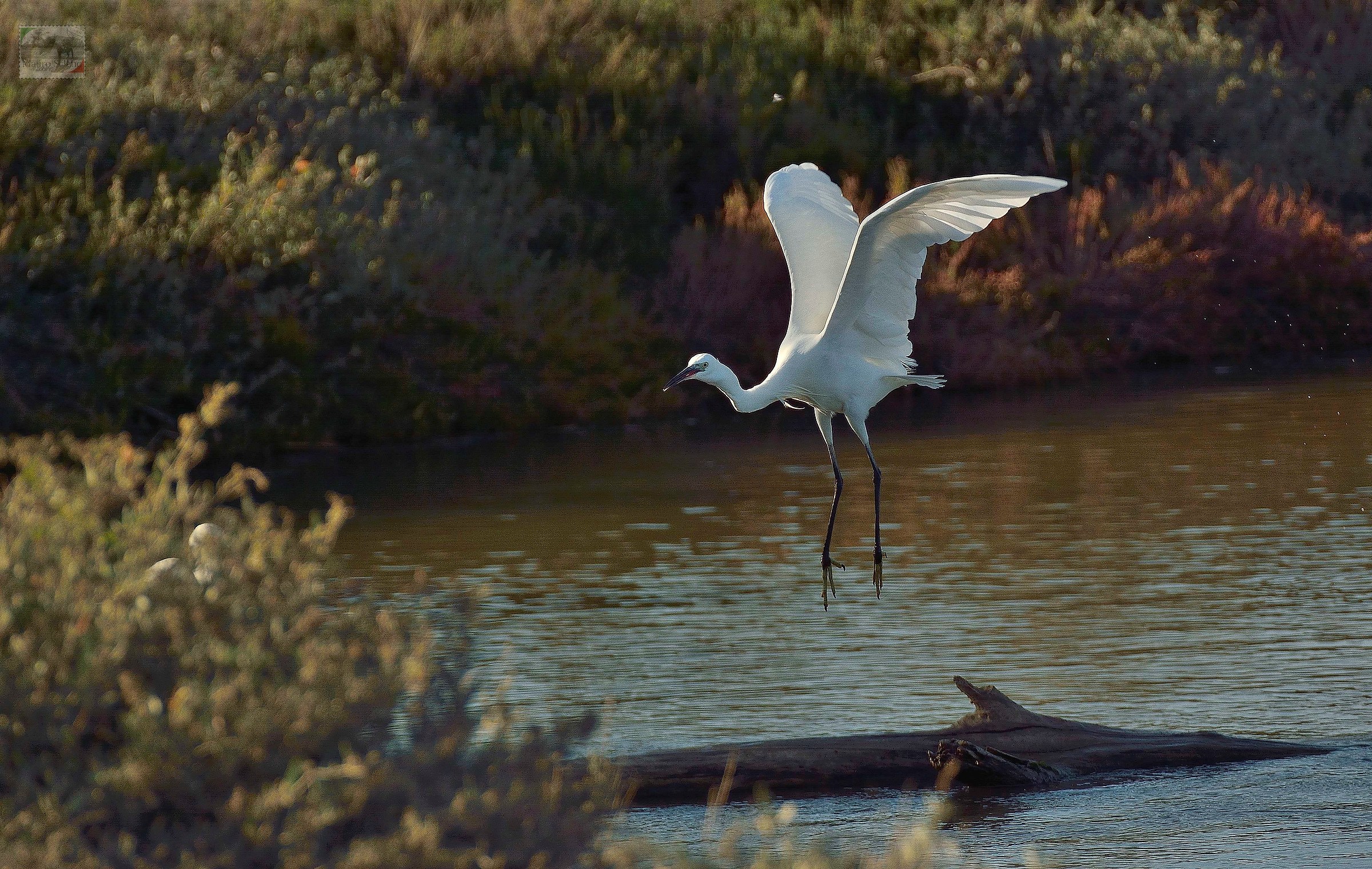 Landing (egret)