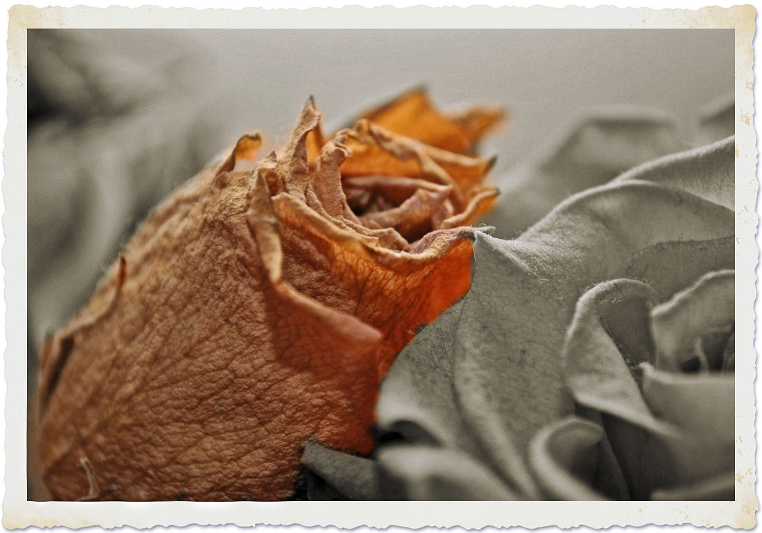 The color of the rose