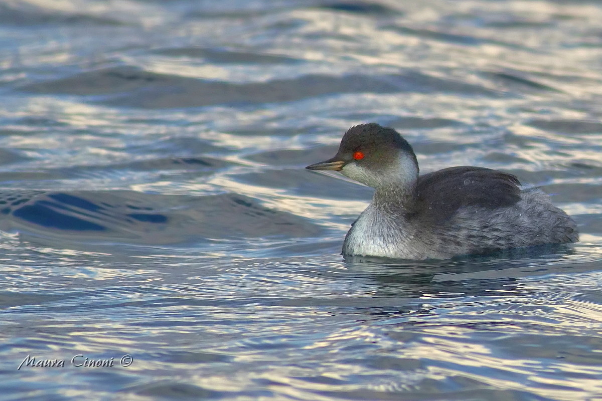 Little Grebe