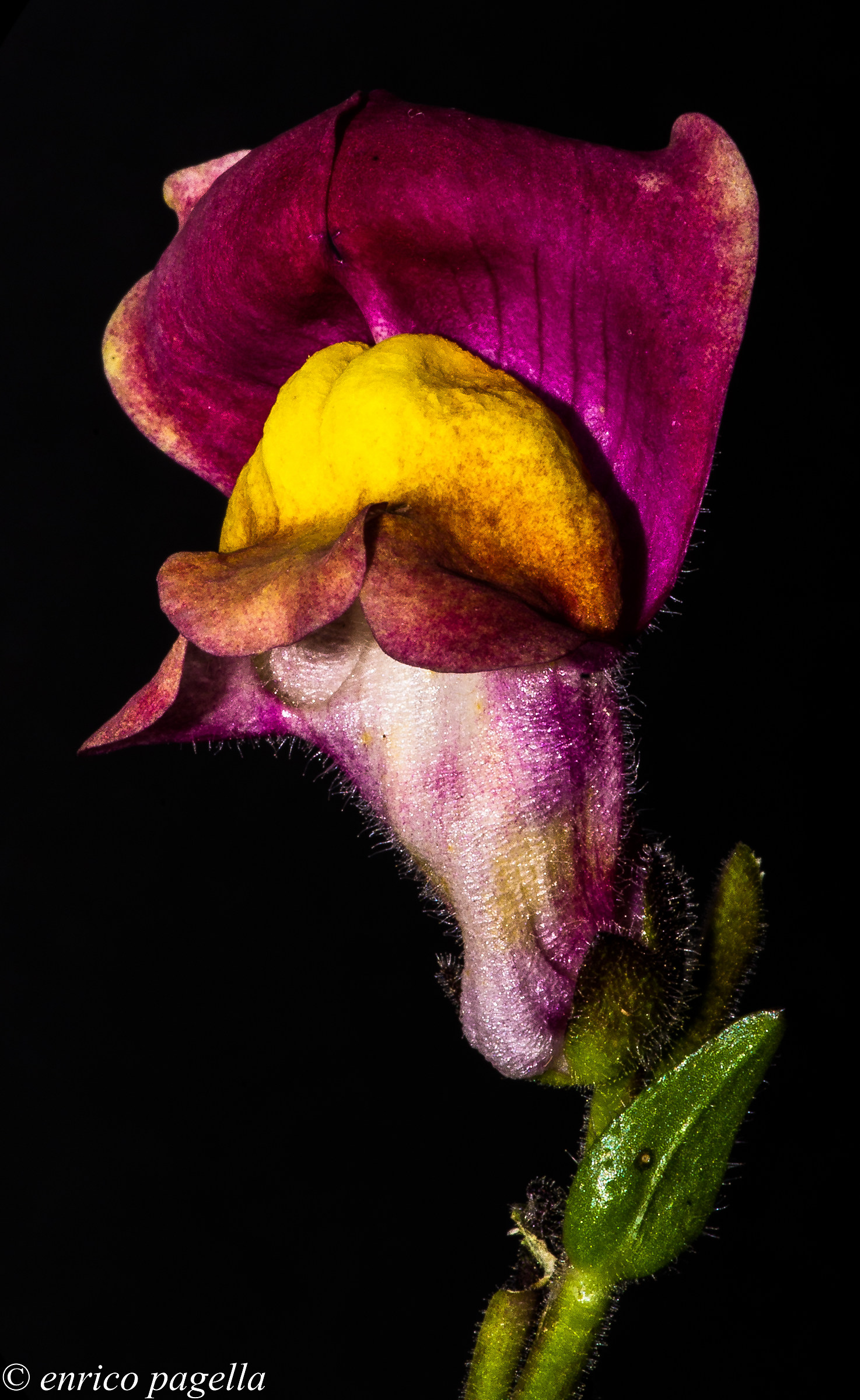 snapdragon - my garden