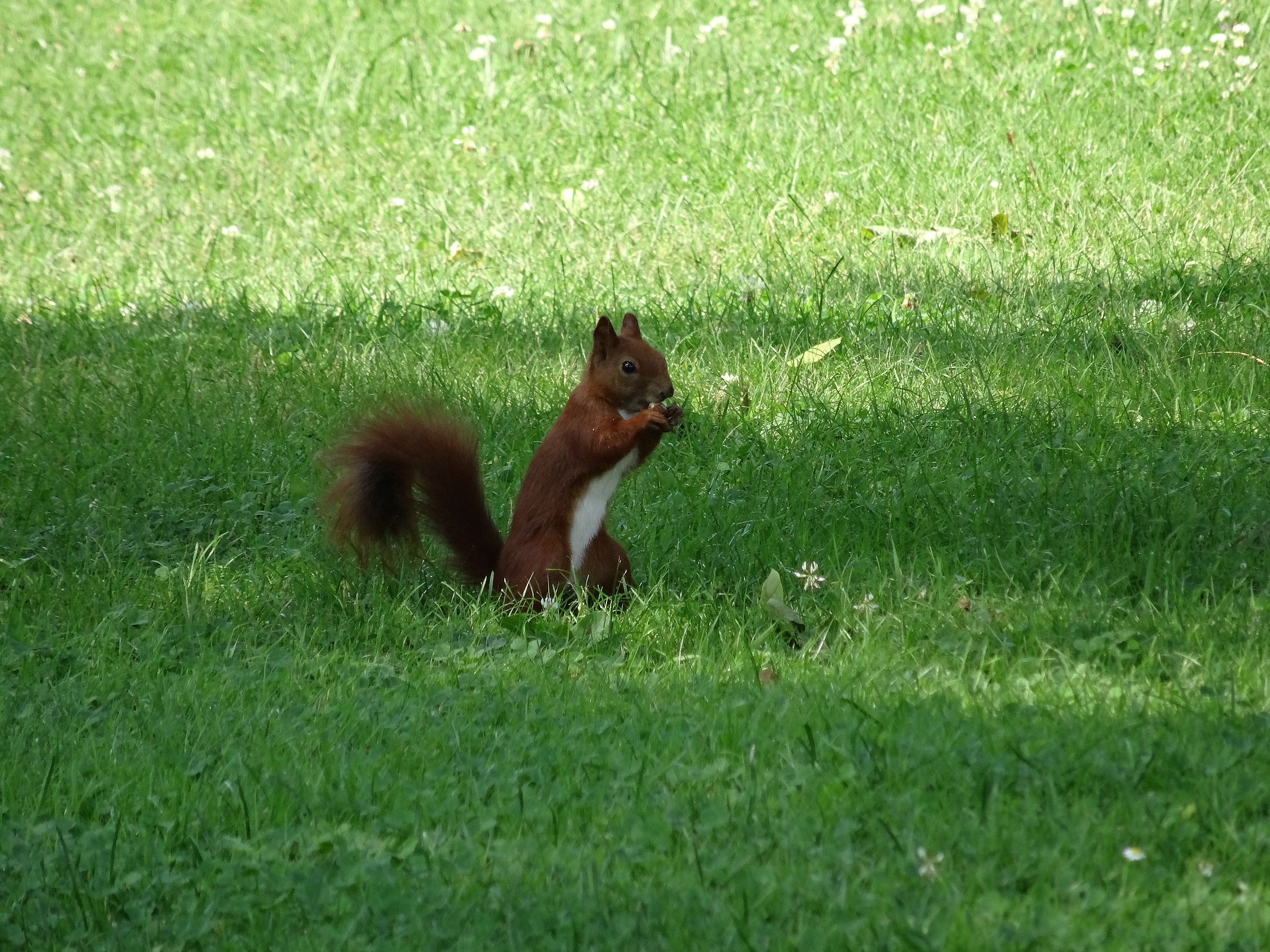 Scoiattolo in libertà al parco Lazienkowski - Varsavi...