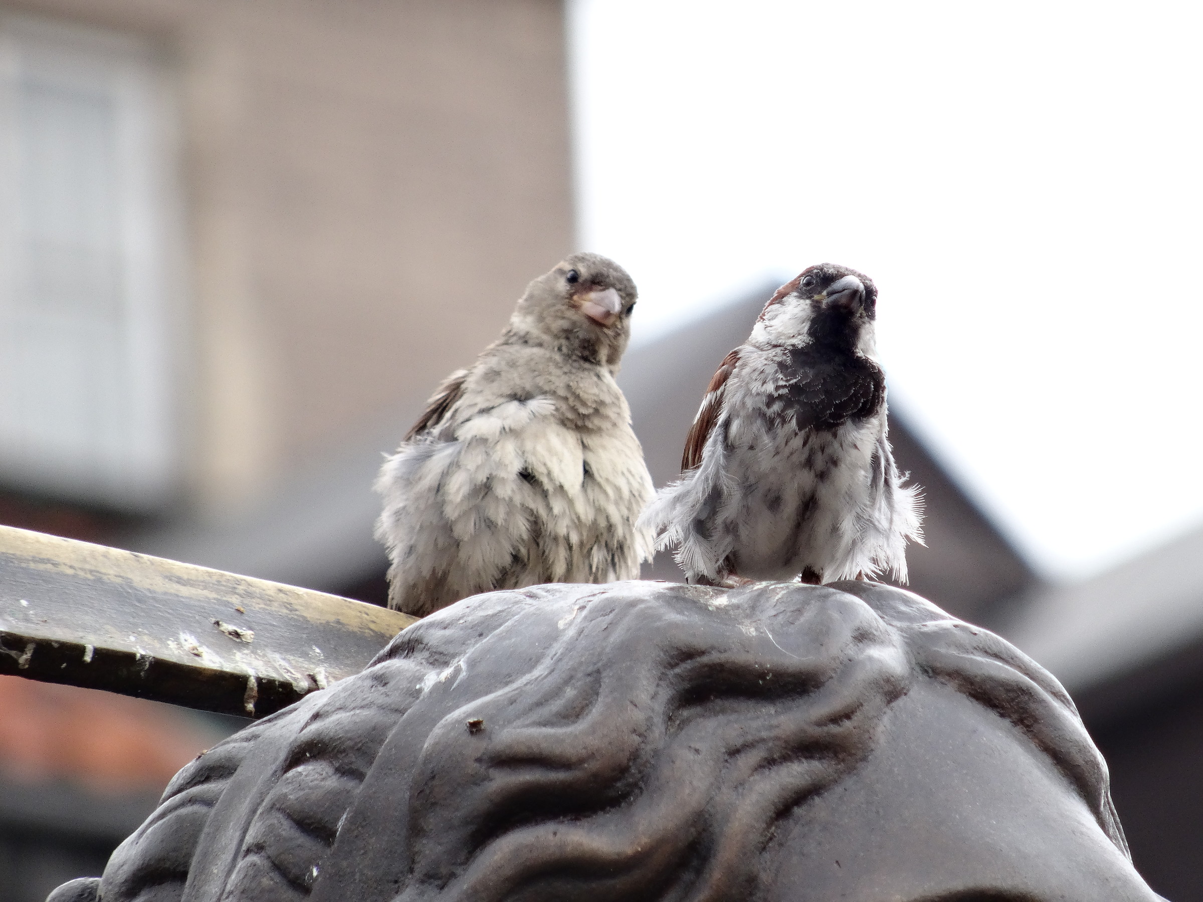 Uccellini di Varsavia: Siamo un po' spennacchiati  :-(