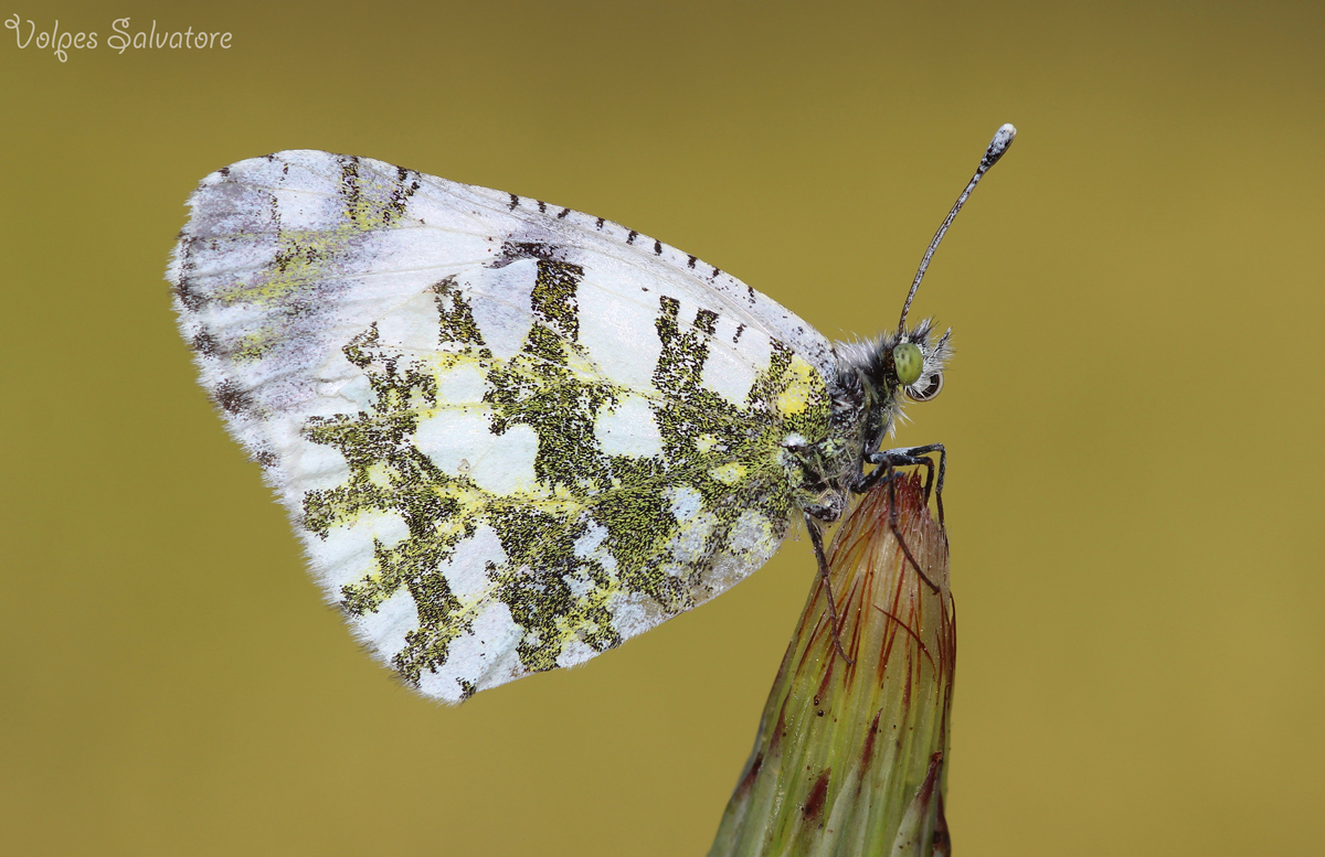 :::::::::Farfalla:::::::::