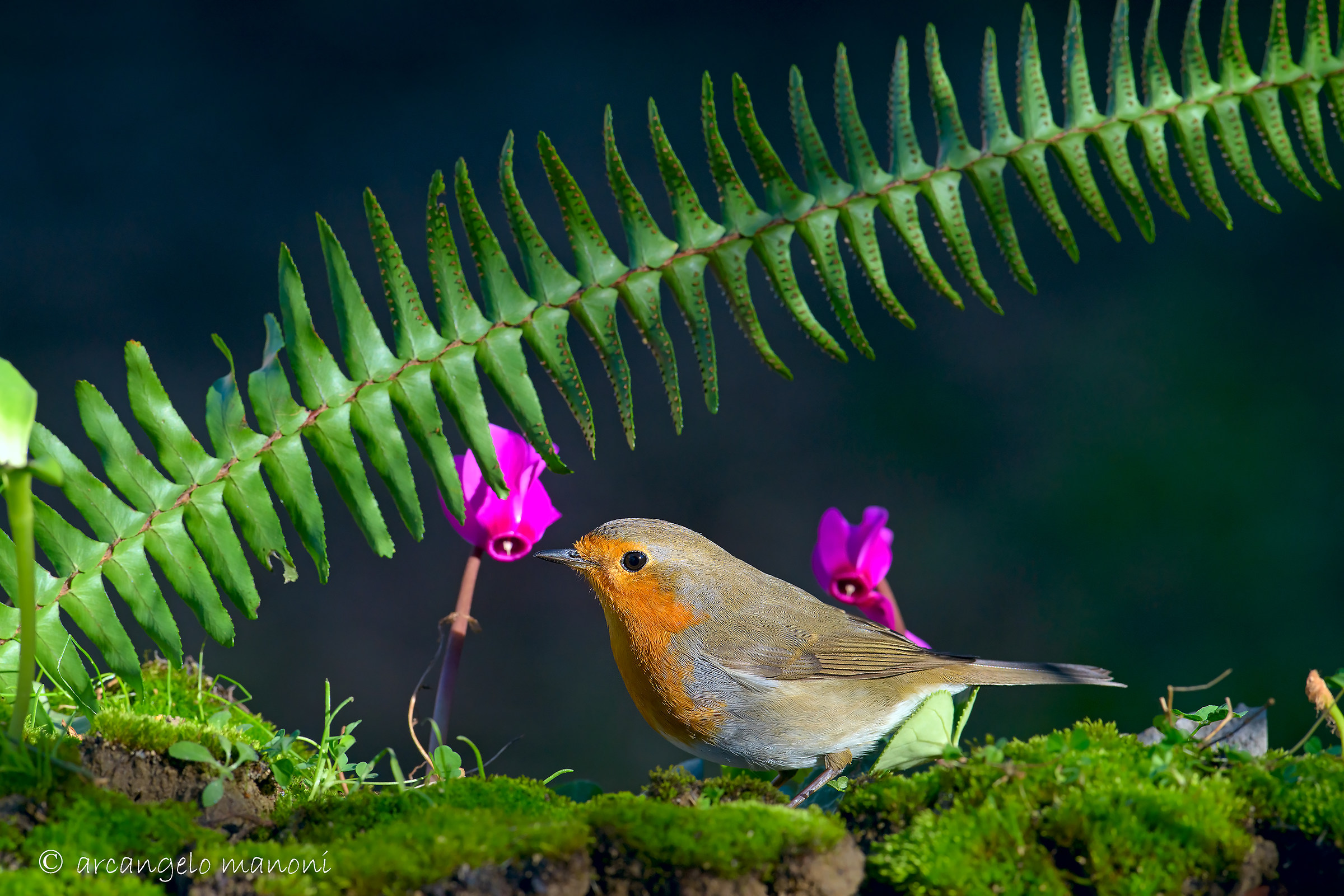 Robin and the fern
