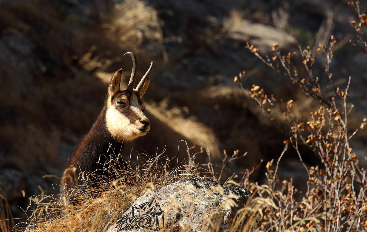 Un riposino al sole...
