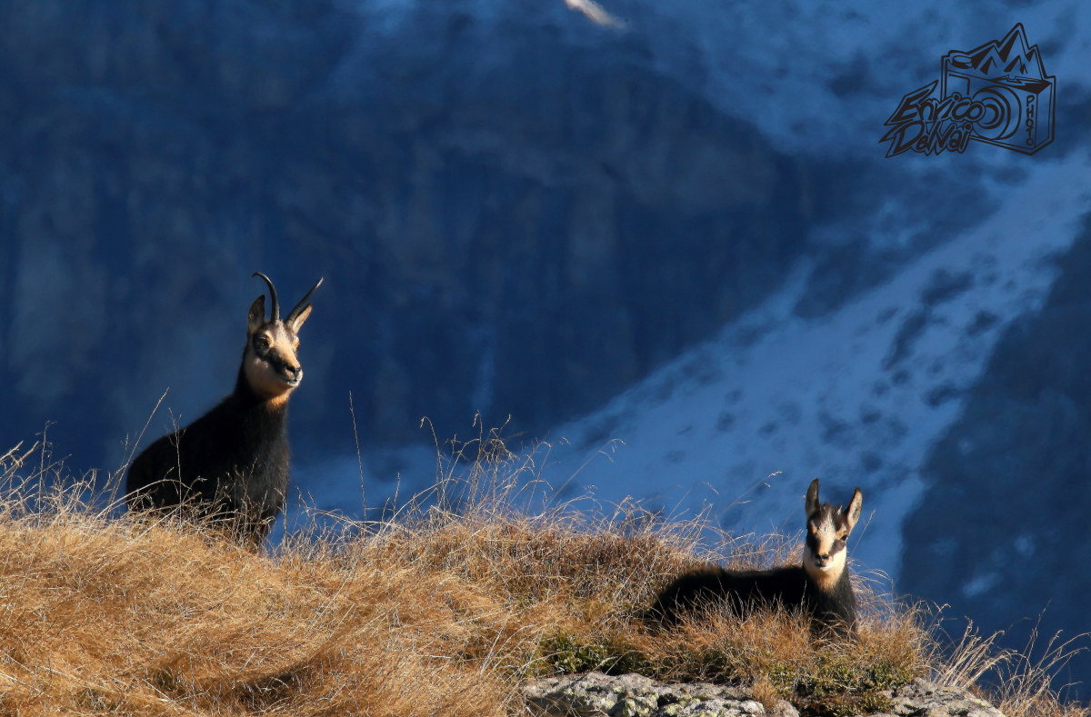 I guardiani dell'alpe...