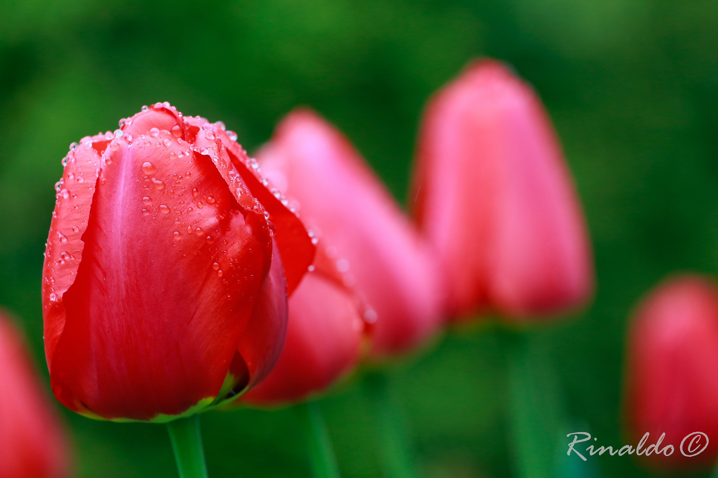 Red tulip