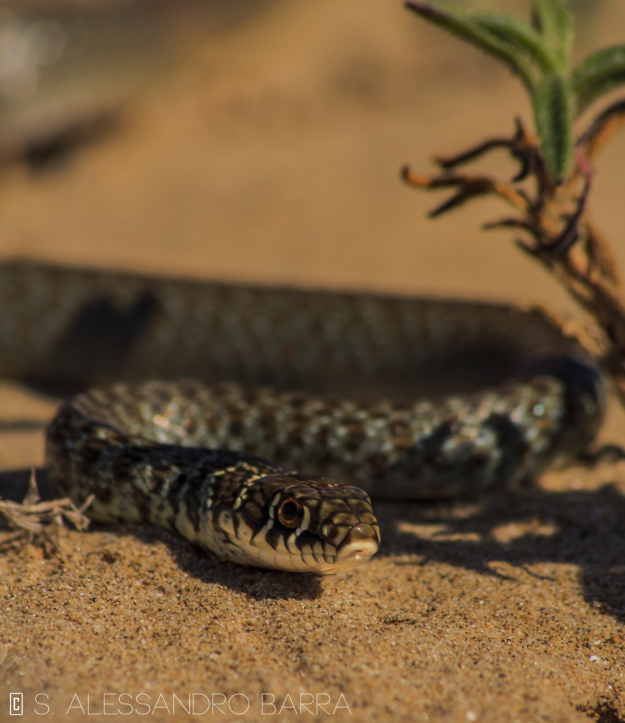 Hierophis viridiflavus