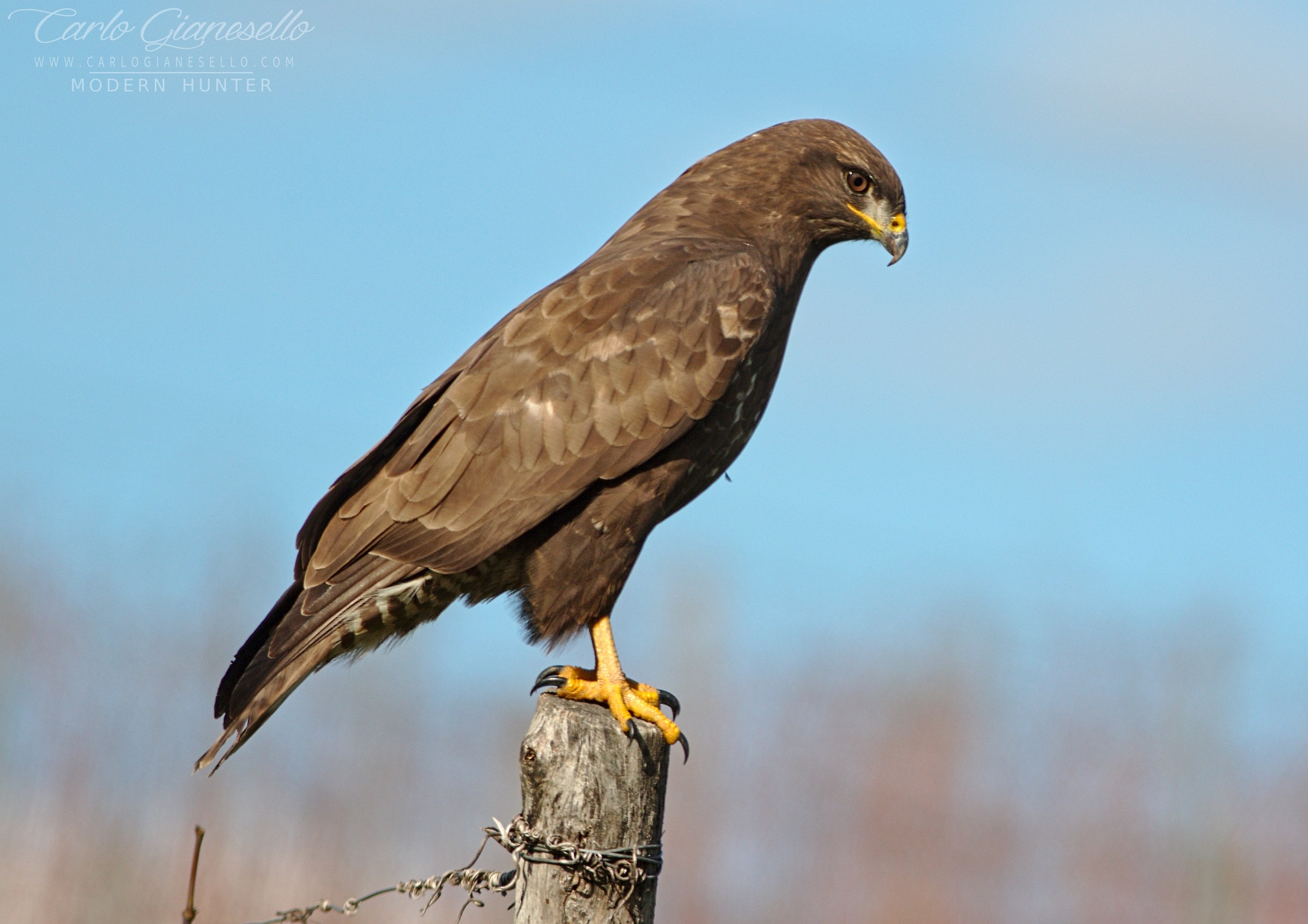 Sooner or later it will come out ...