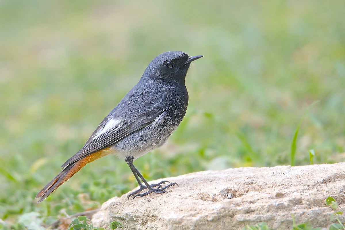 Codirosso spazzacamino