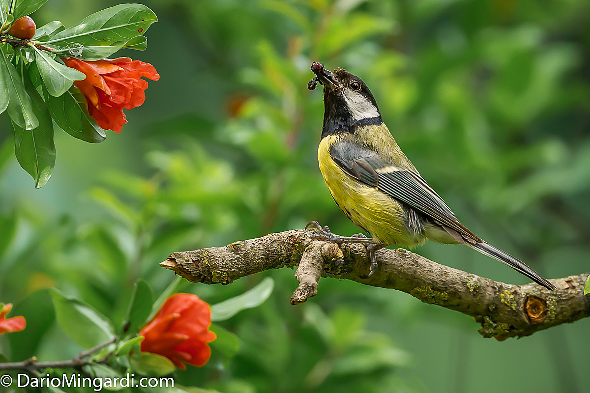 Cinciallegra con colazione per i piccoli