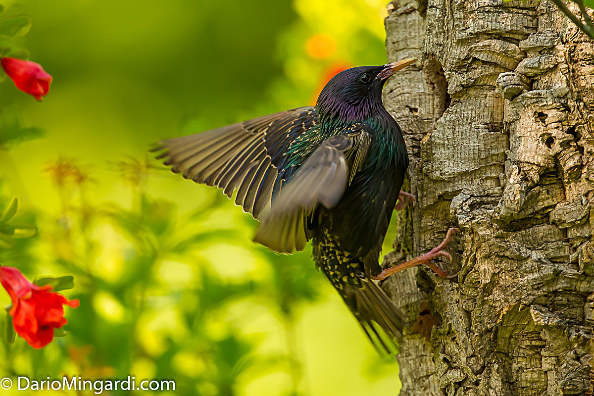 Tentativo..fallito per fortuna.. di intrusione