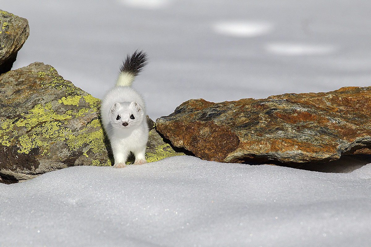ermine