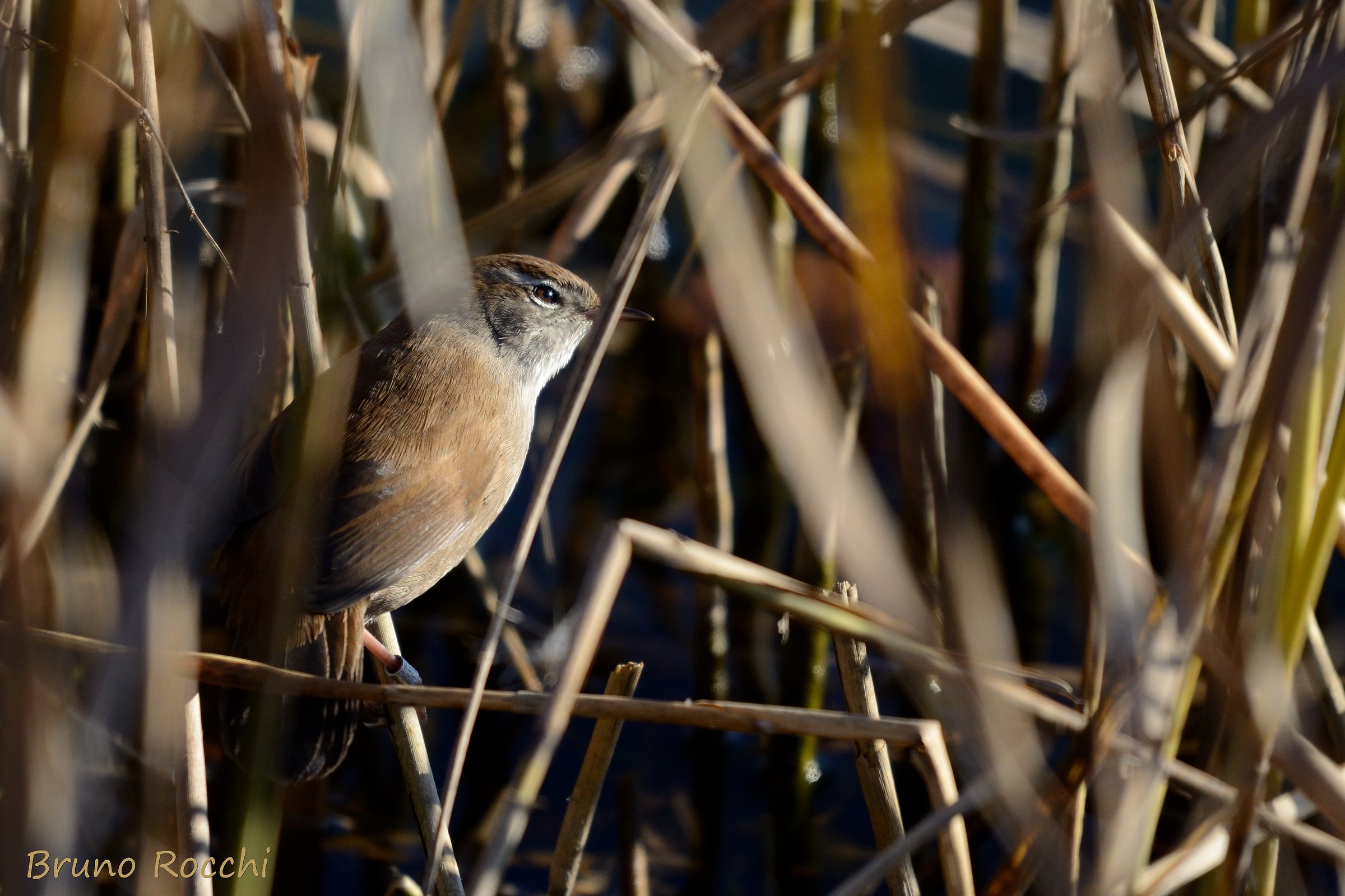 Cetti's Warbler - Cettia concepts
