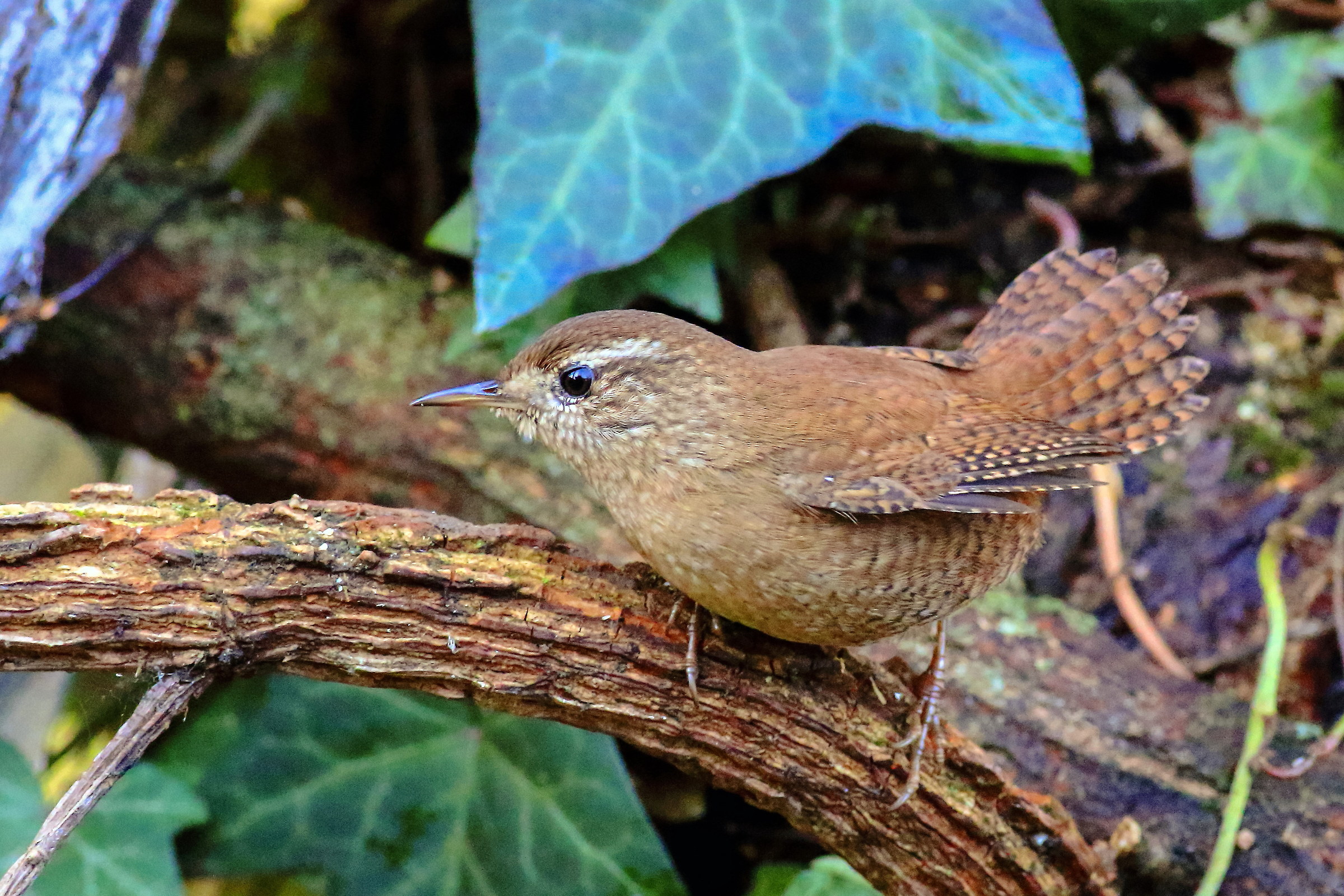 wren