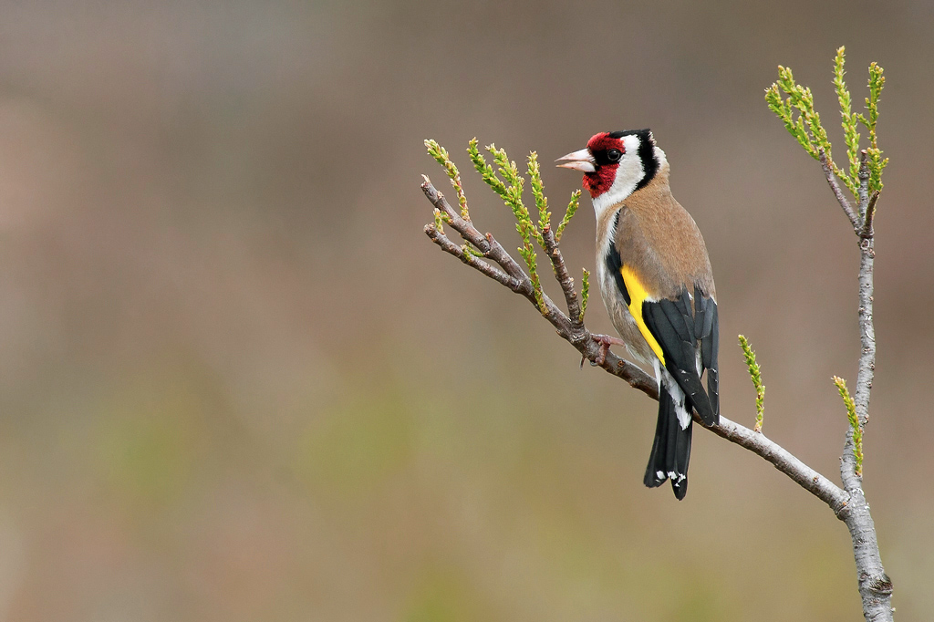 Goldfinch