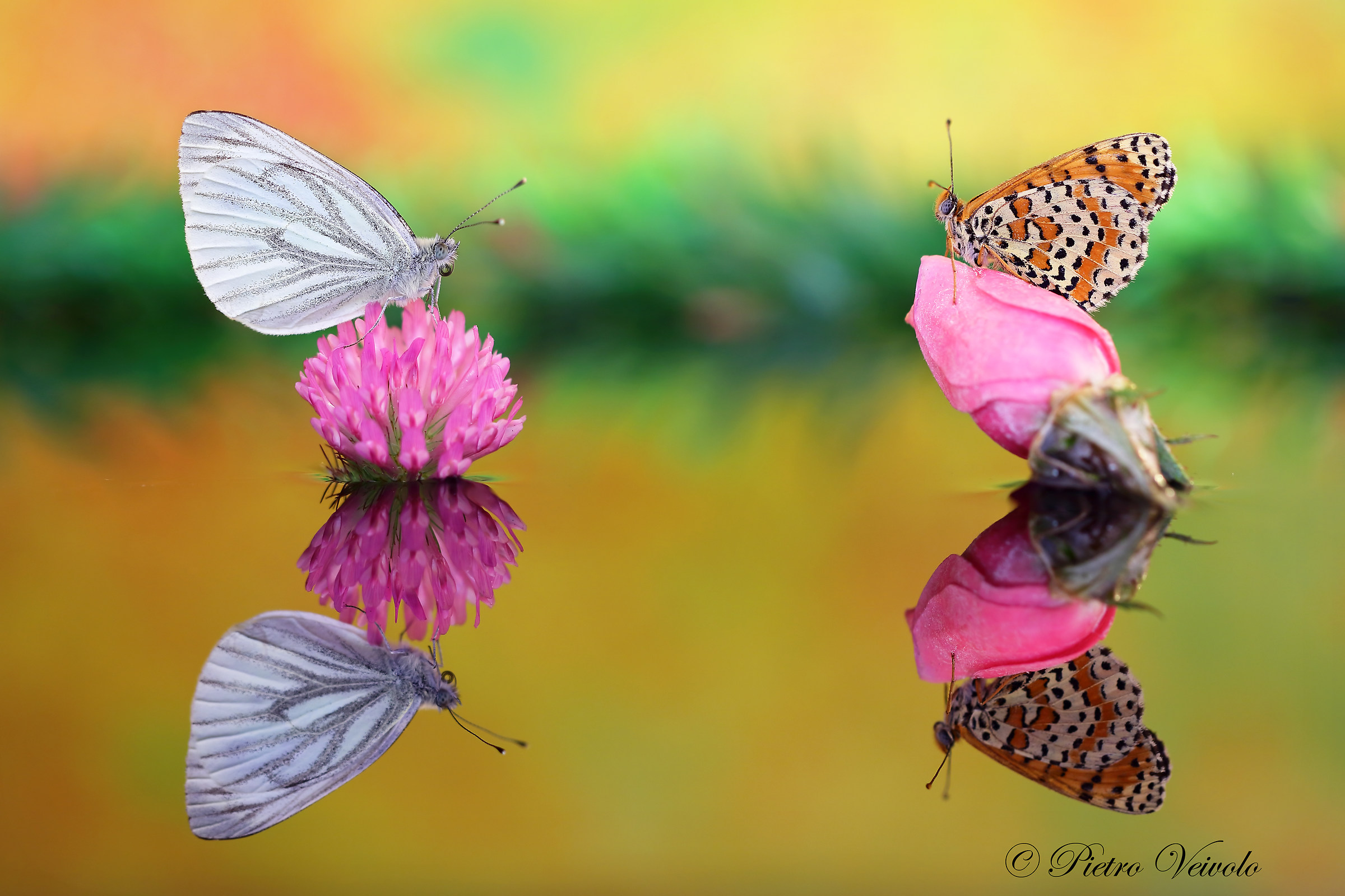 Perchè sei Bianca? Sono incavolata!