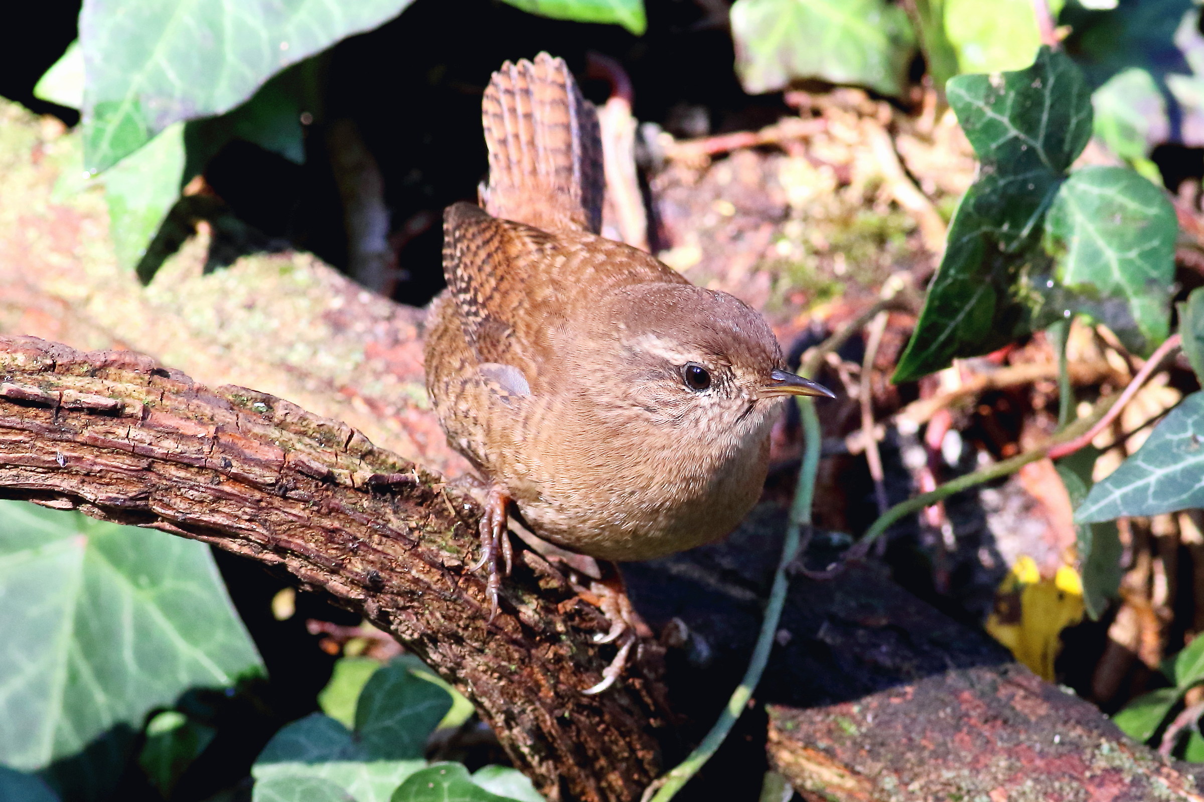 wren