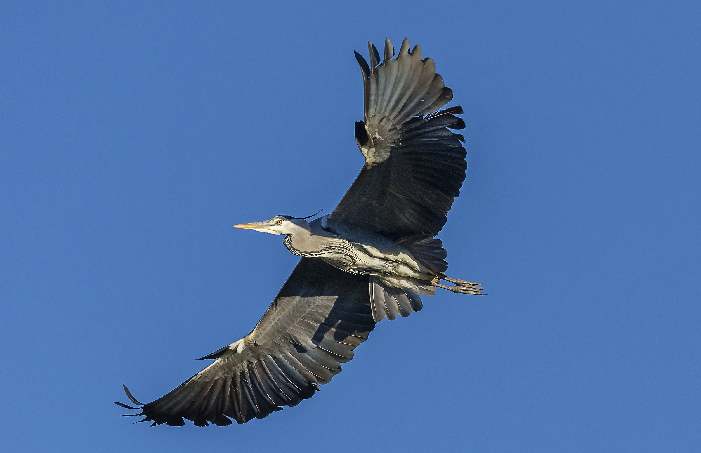 heron in flight