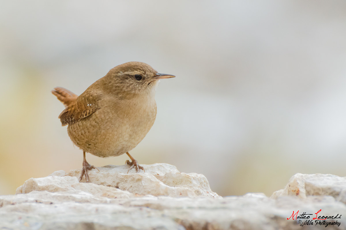 Wren