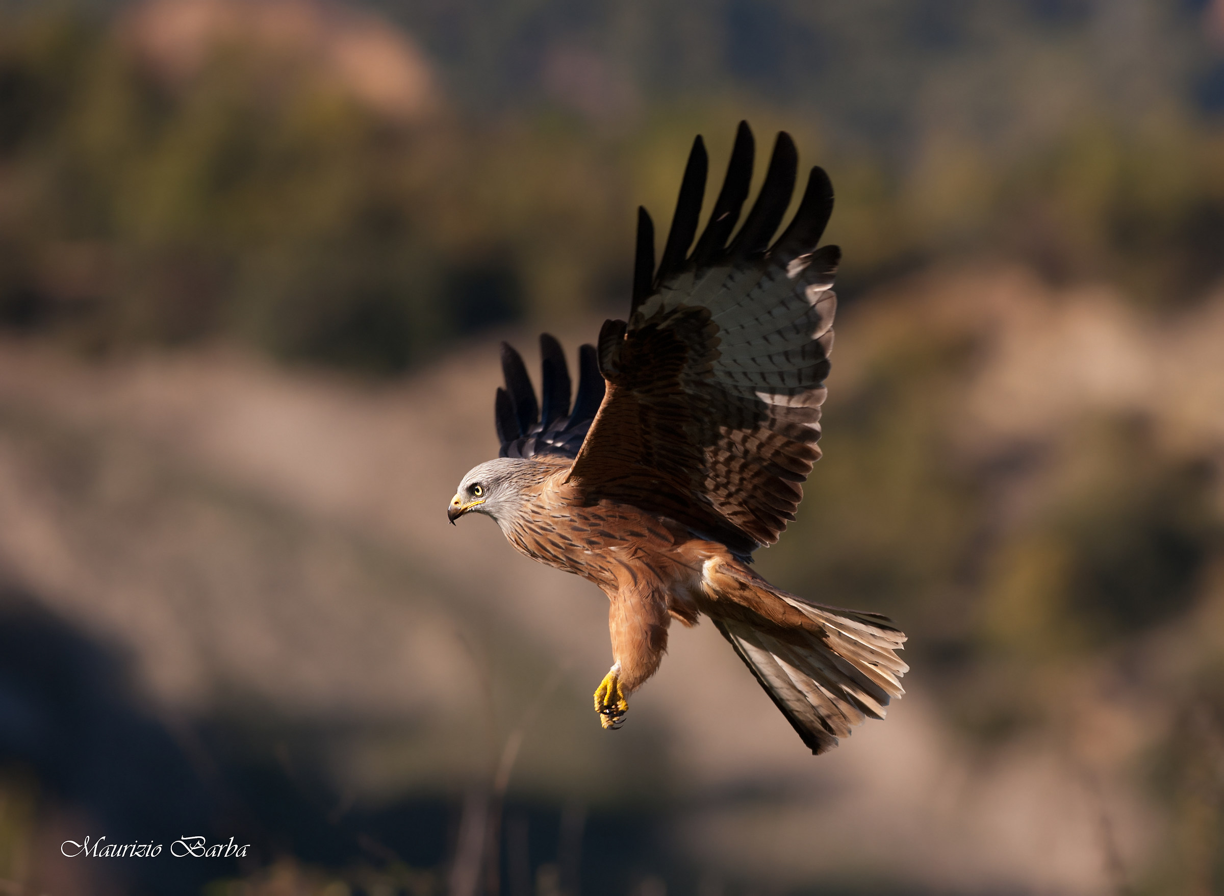 Red Kite in handcuffs