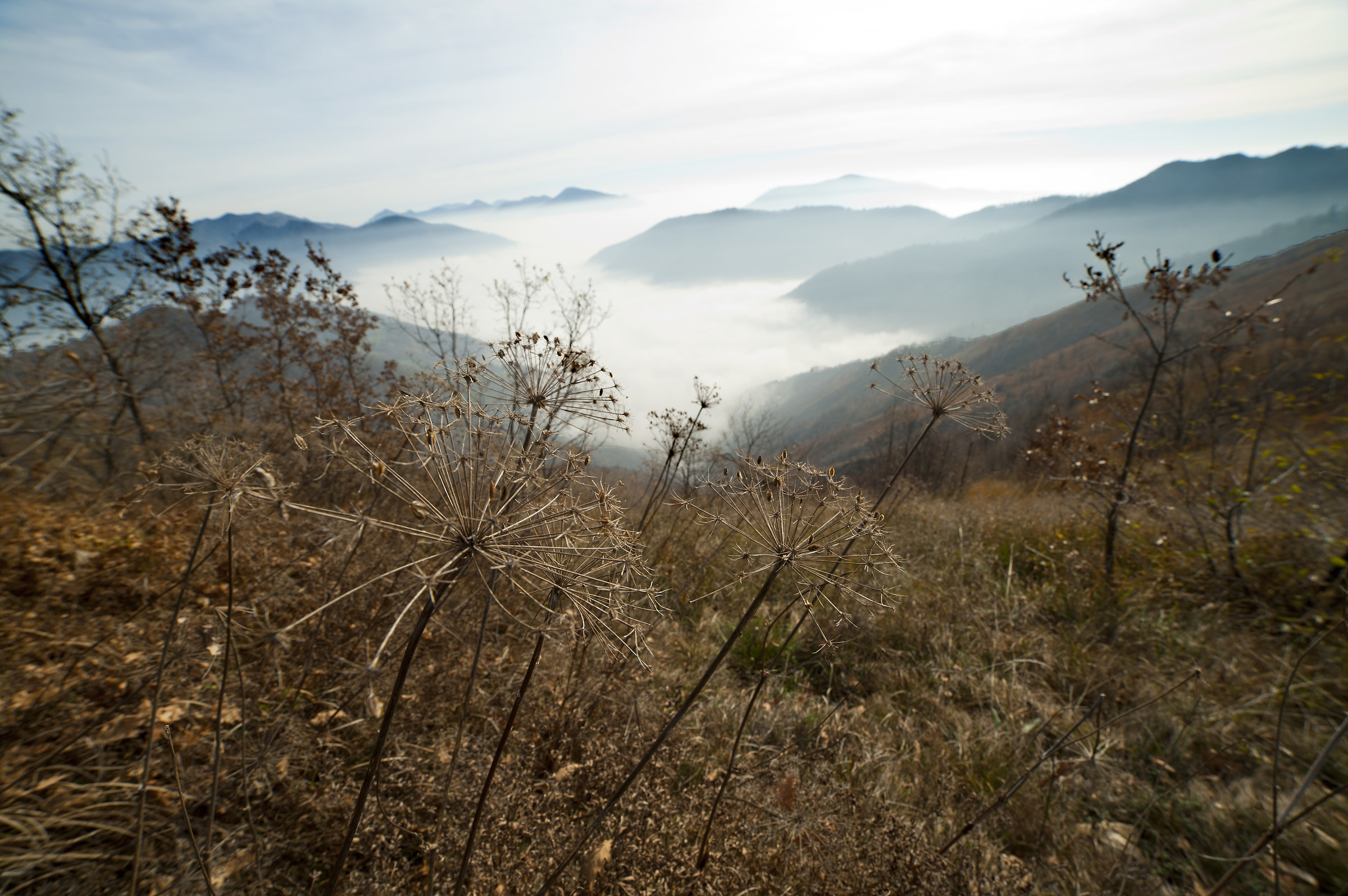 Punta almana alone .....