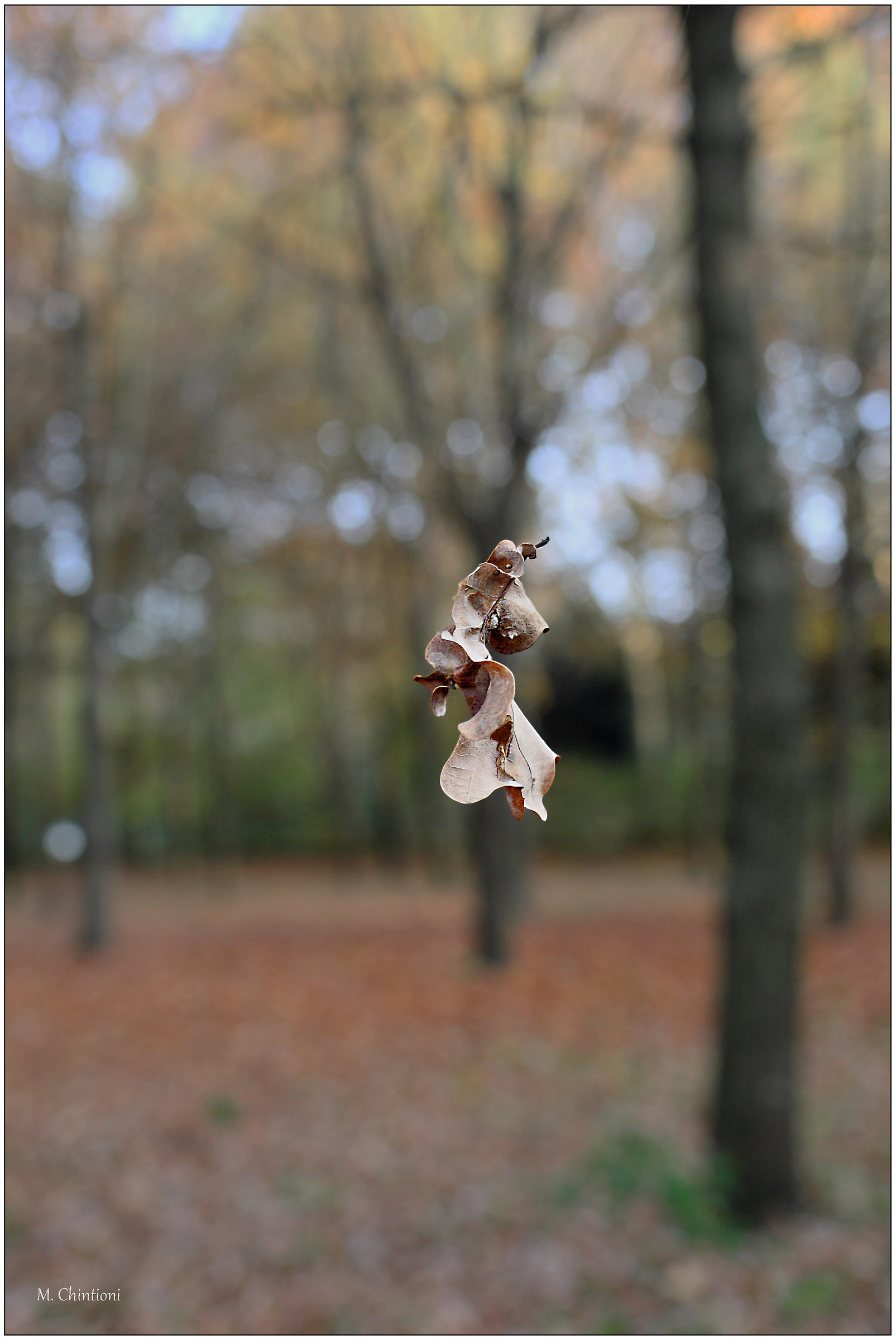 .... Simple ... like a leaf