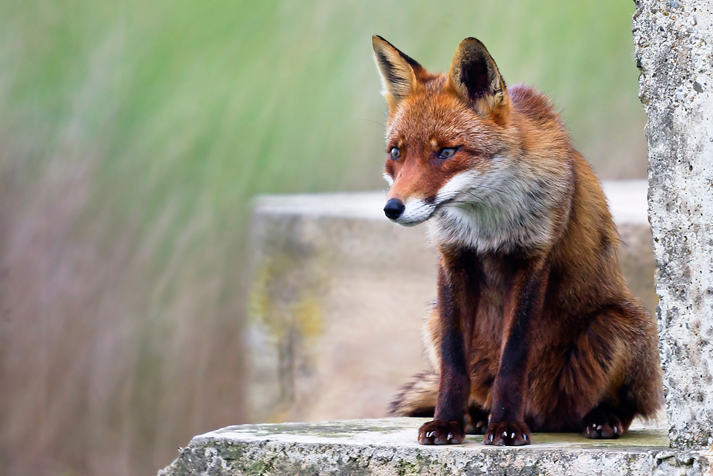 Vulpes vulpes ichnusae