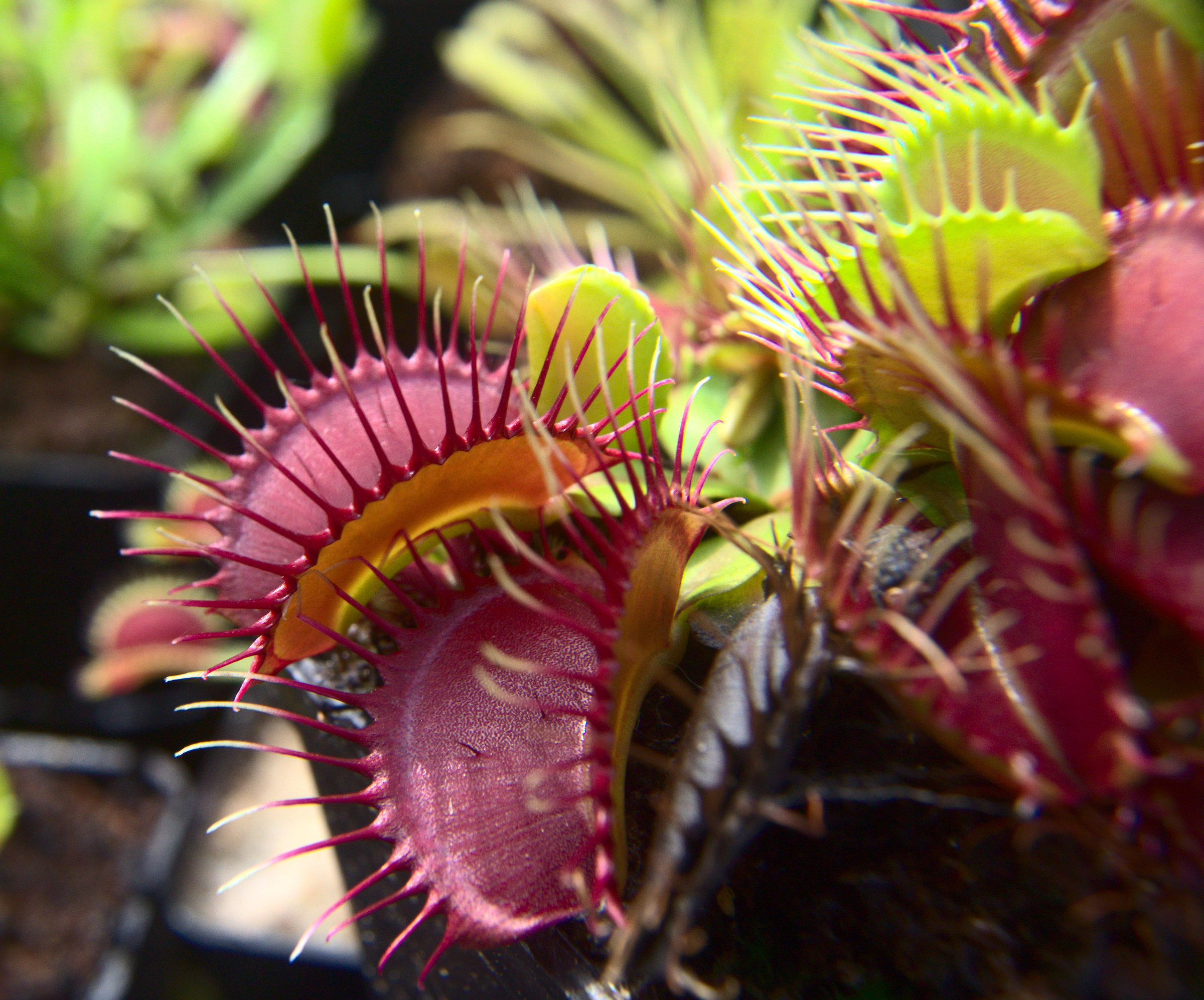 Dionaea muscipula "Phalanx"
