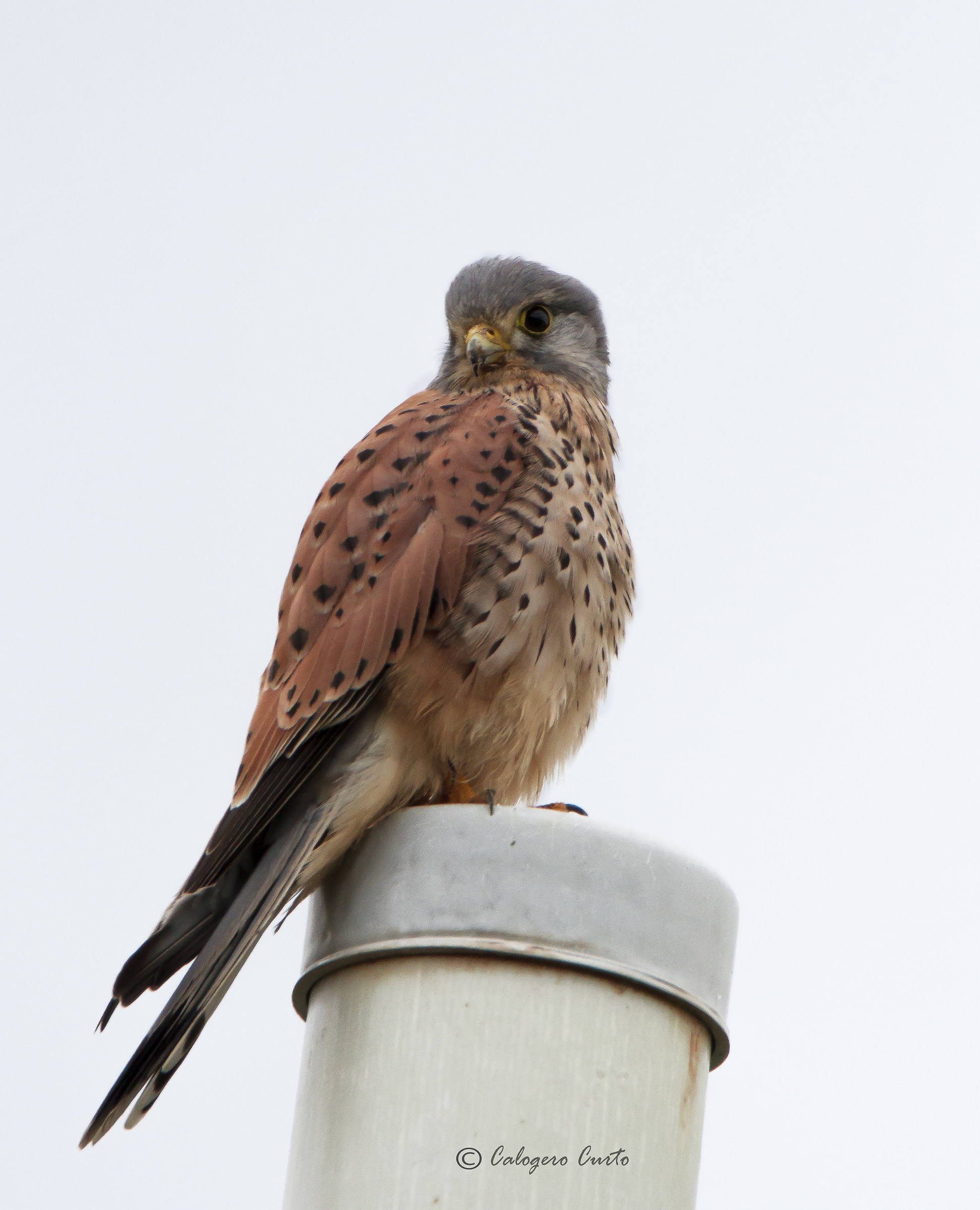 Kestrel