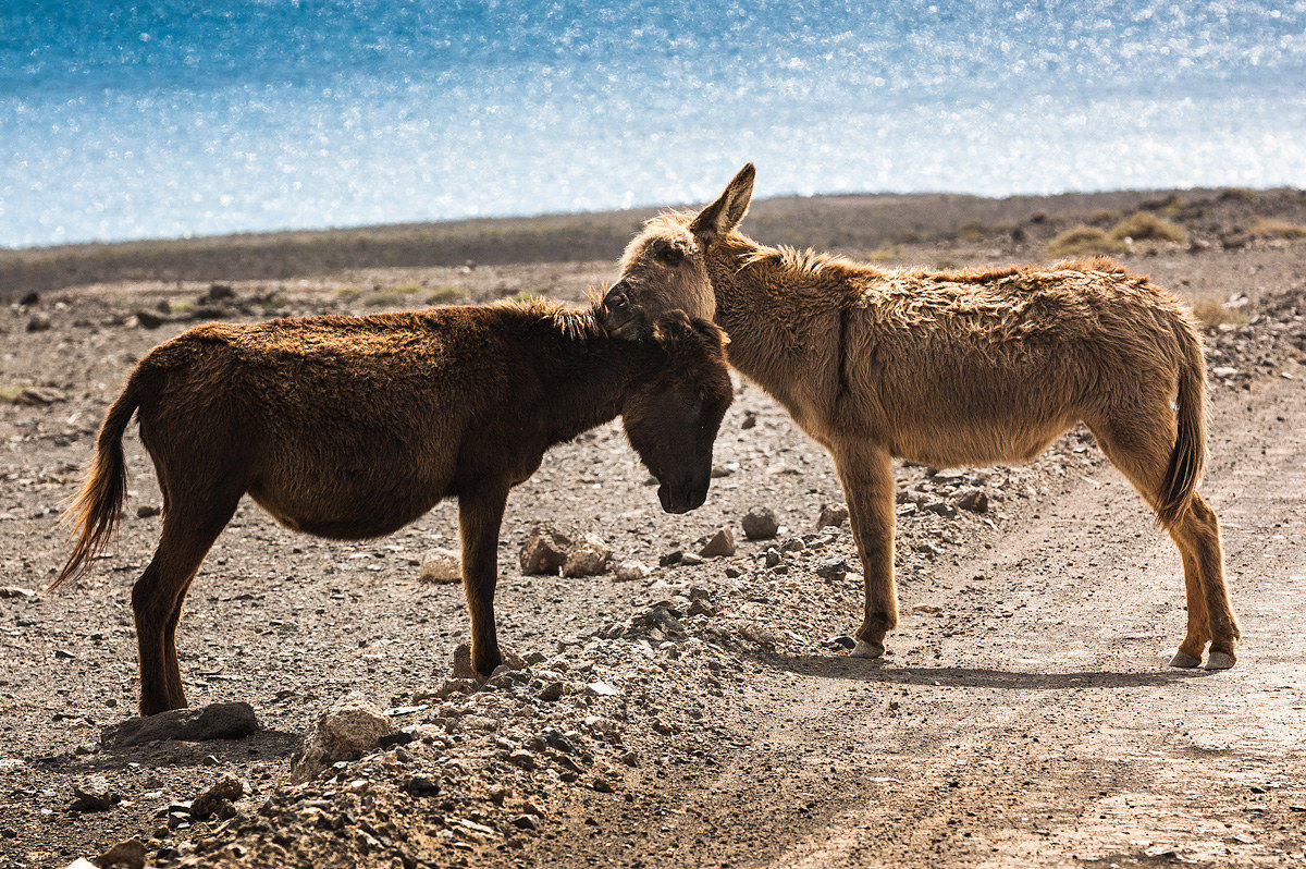 Dai su, ce la faremo