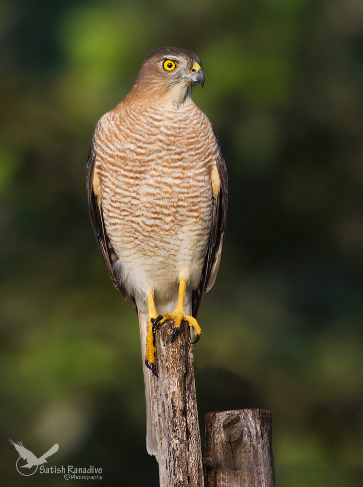 Shikra Adult.