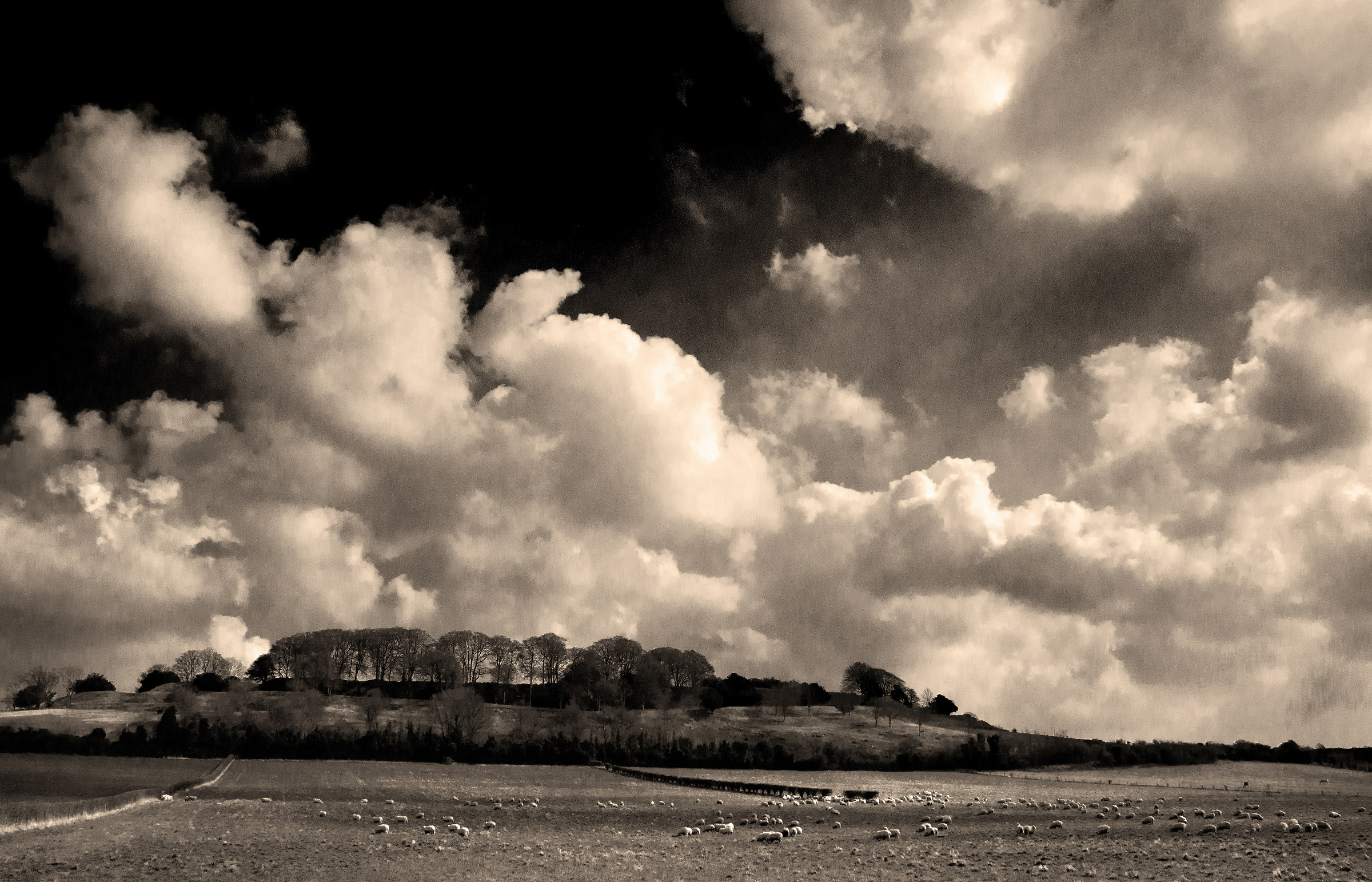 Pecore al pascolo sotto Old Sarum Hillfort