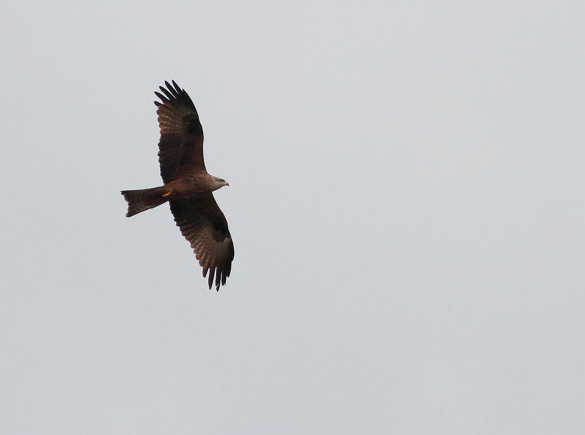 Black Kite