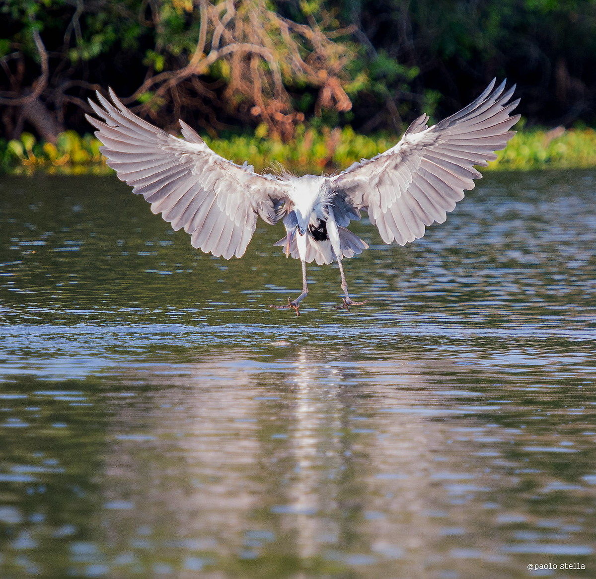 heron fishing