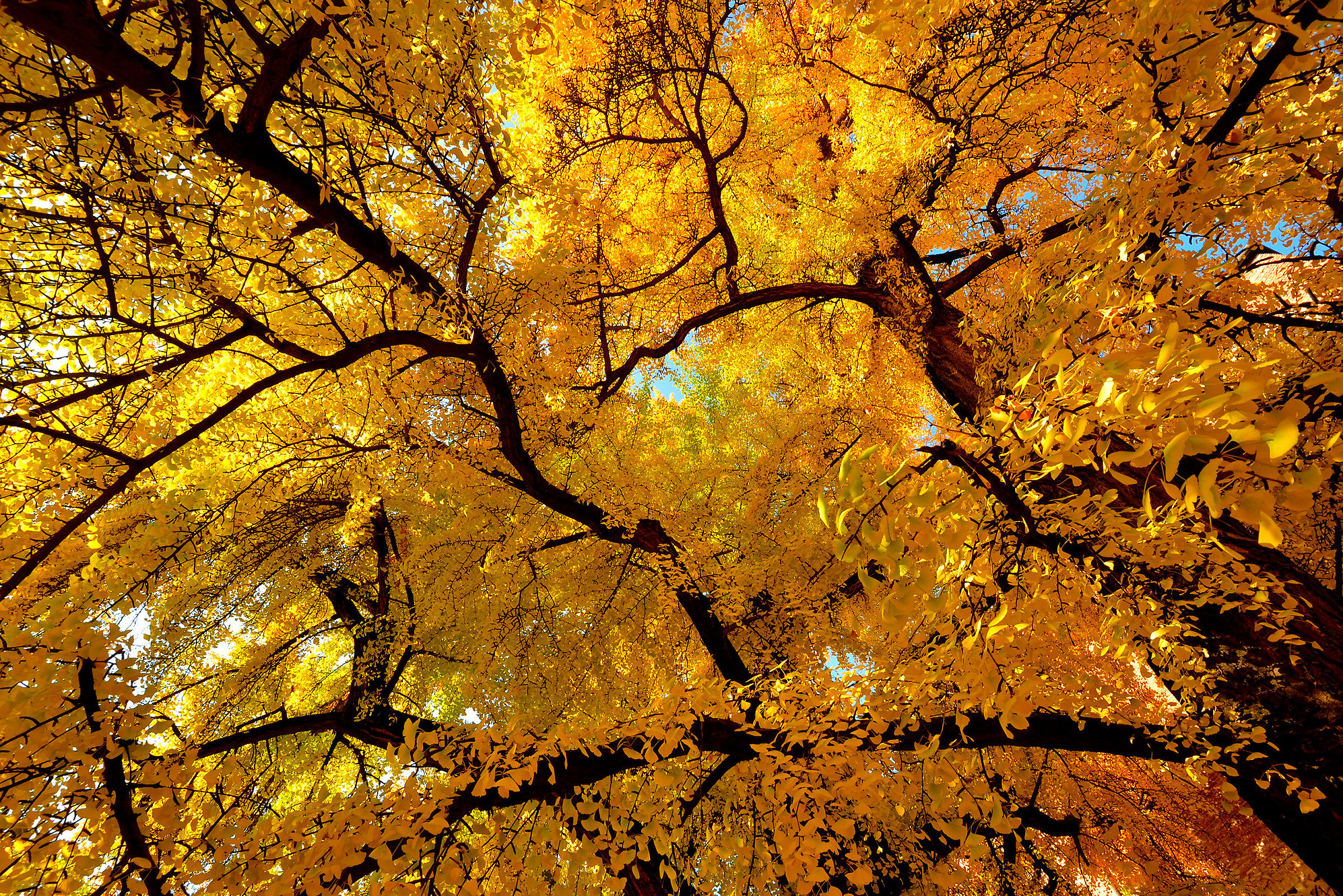 Verona - ginkgo biloba