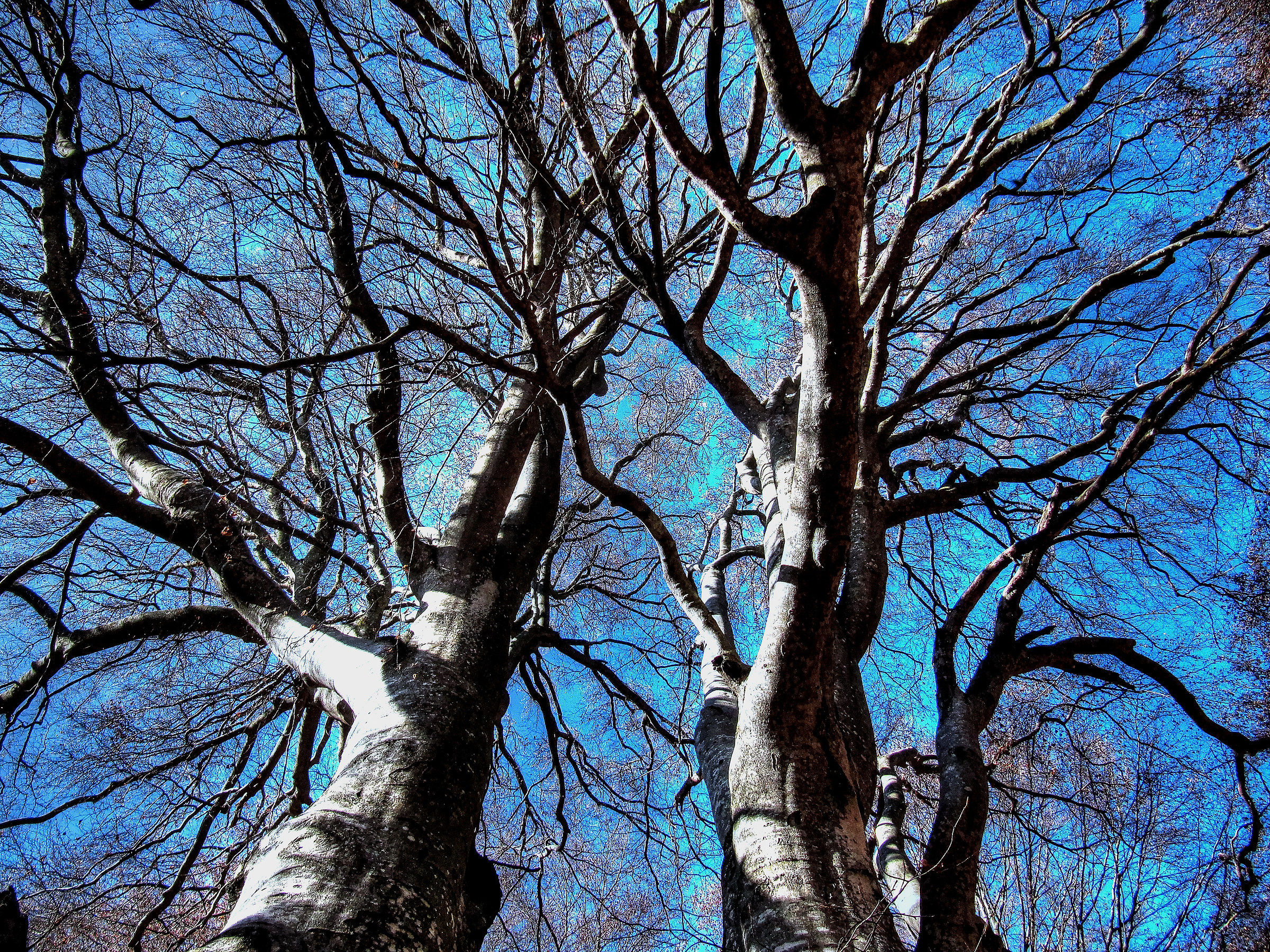 monte baldo - nel bosco